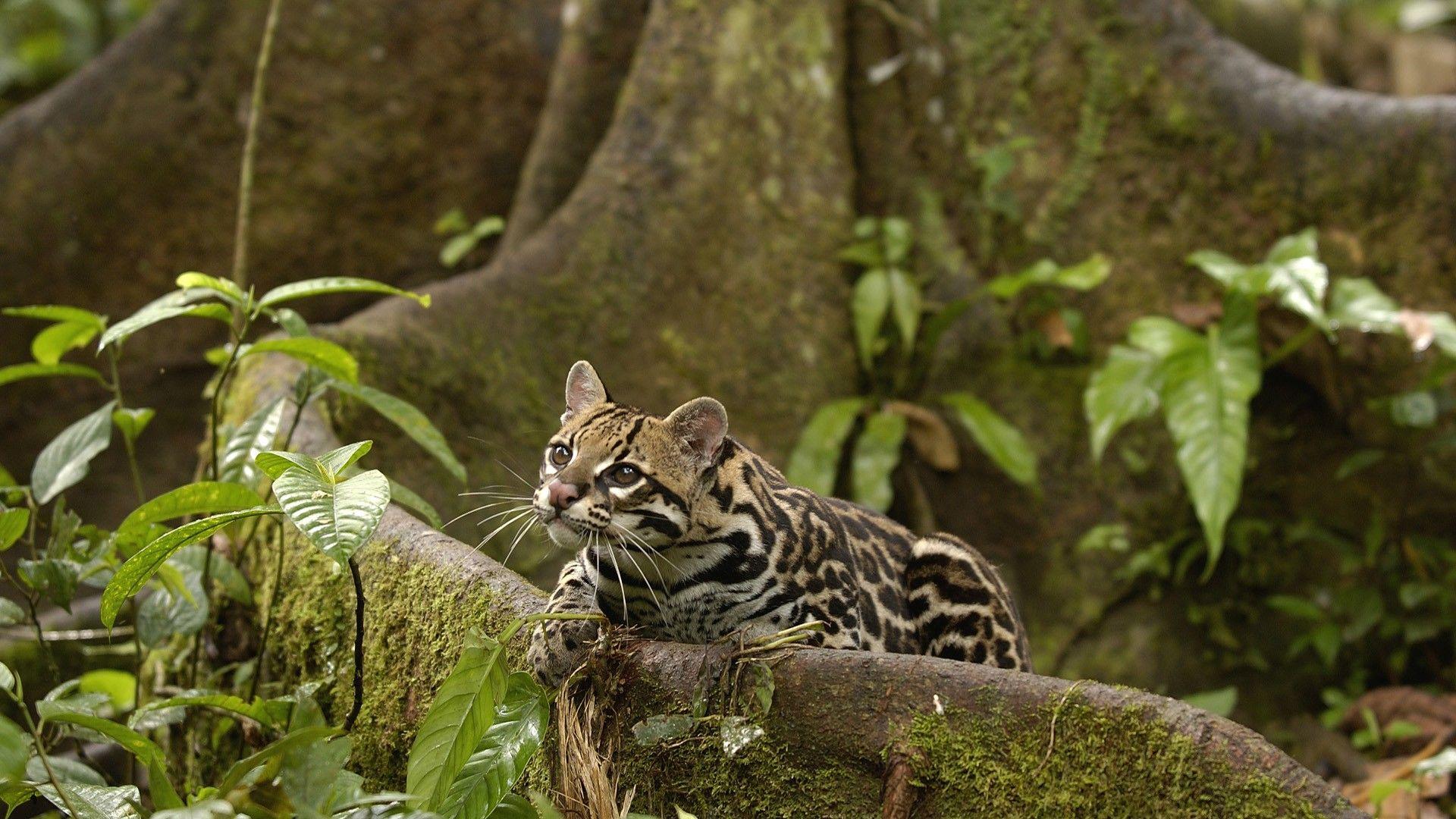 1920x1080 animals, Amazon, Rainforest, Ocelots, Ecuador Wallpaper HD / Desktop and Mobile Background