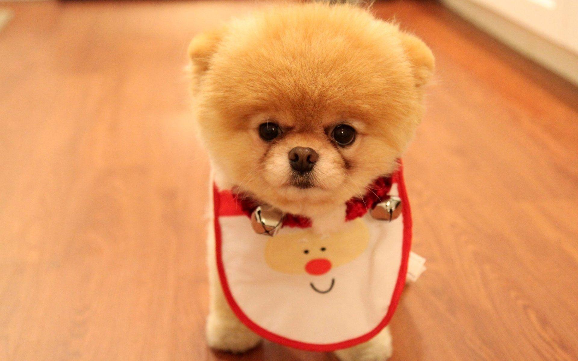 1920x1200 Download wallpaper 1920x1200 dog, face, cute, puppy HD