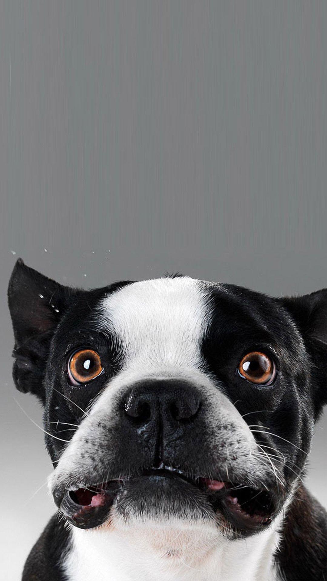 1080x1920 Funny Dog Wallpaper
