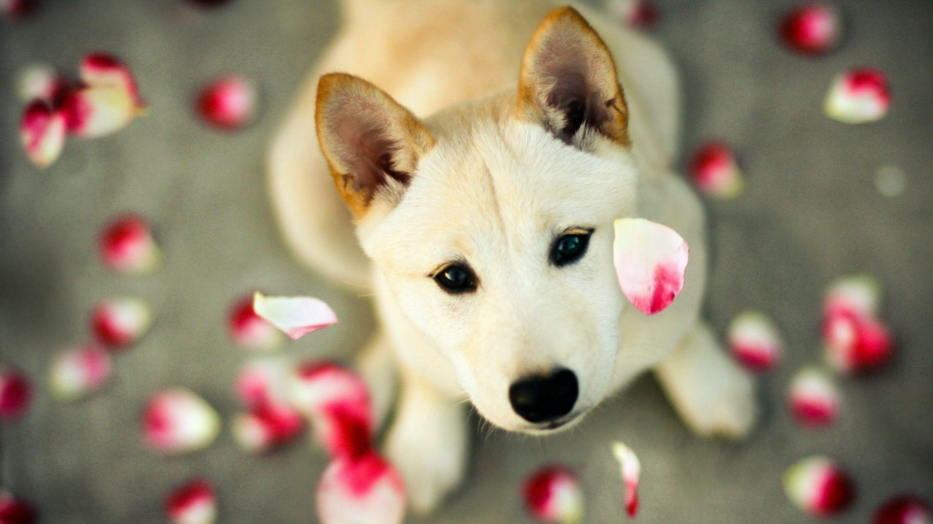 1920x1080 Lovely Dog
