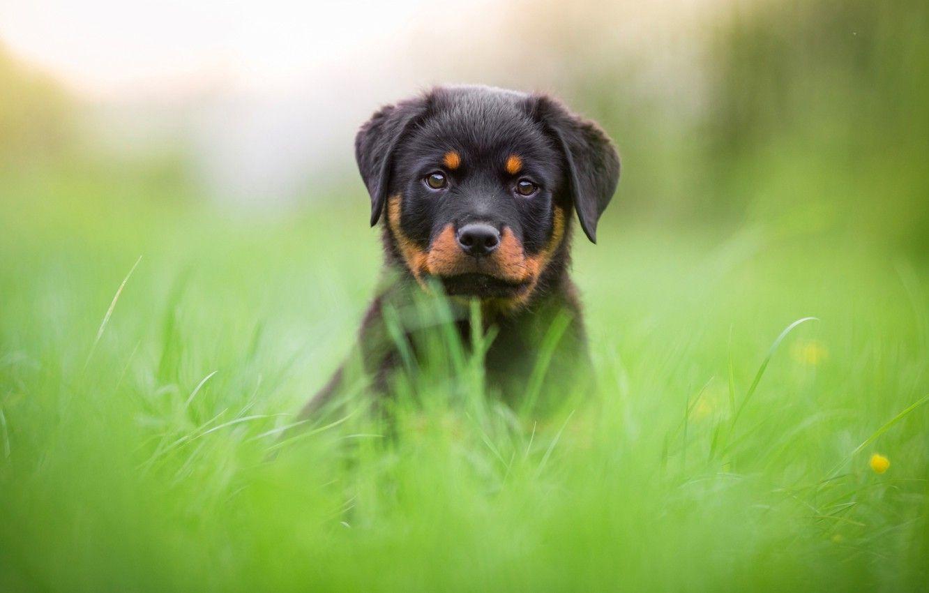 1332x850 Wallpaper greens, grass, face, nature, background, glade
