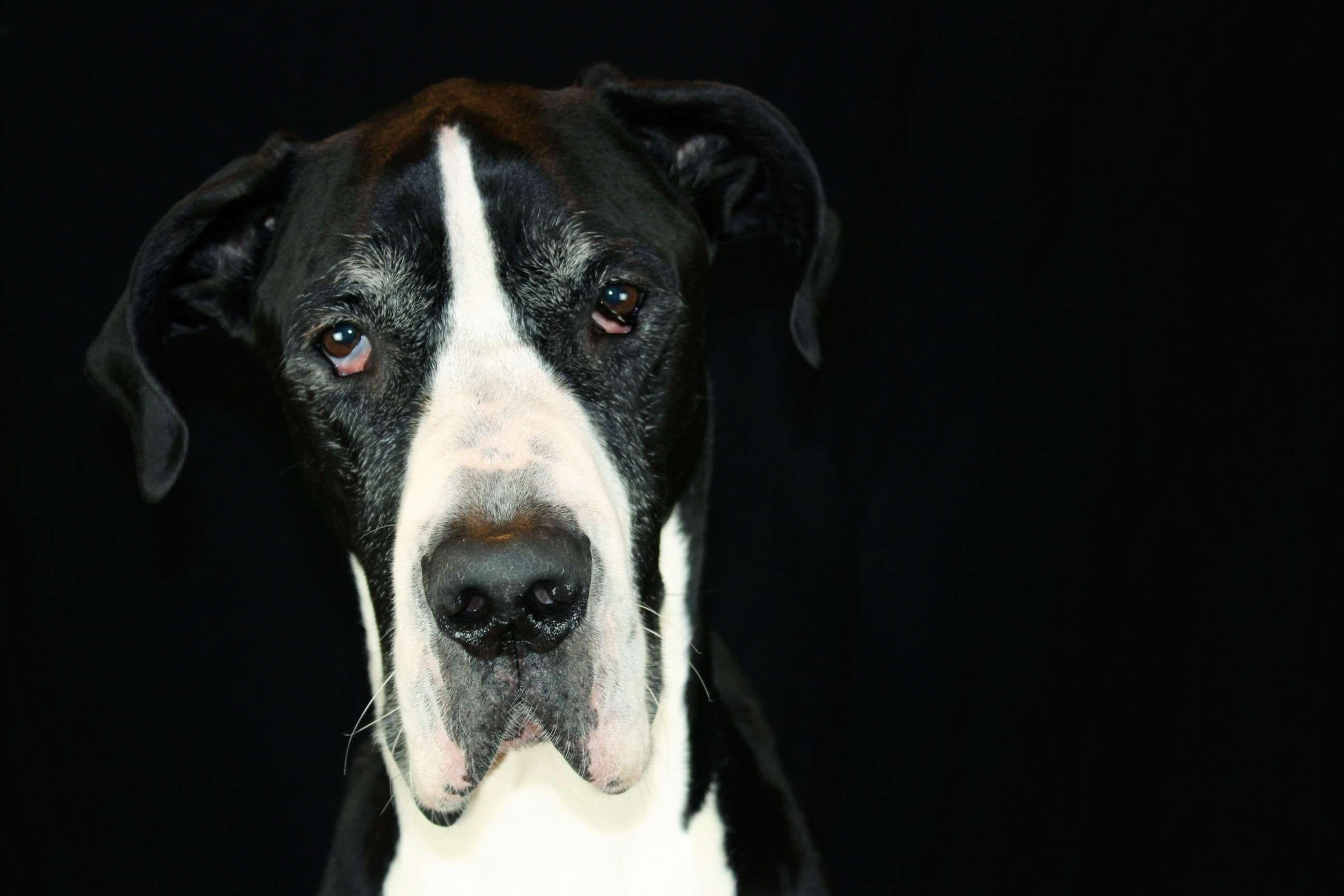 2592x1728 big dog, black and white, cute dog, dog face, great