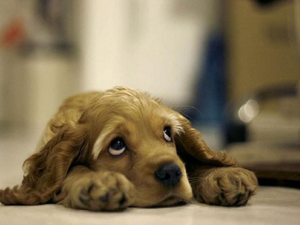 1024x768 Puppy, look out the window, staring eyes, lonely puppy