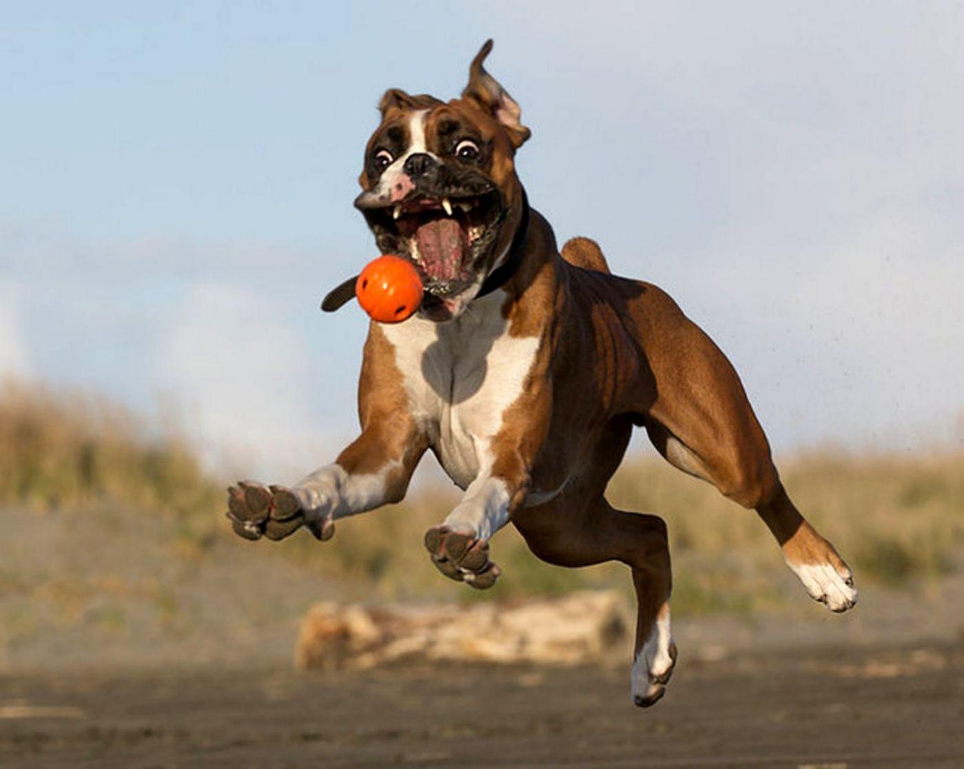 1399x1116 Funny Boxer Dog High Resolution Wallpaper Download