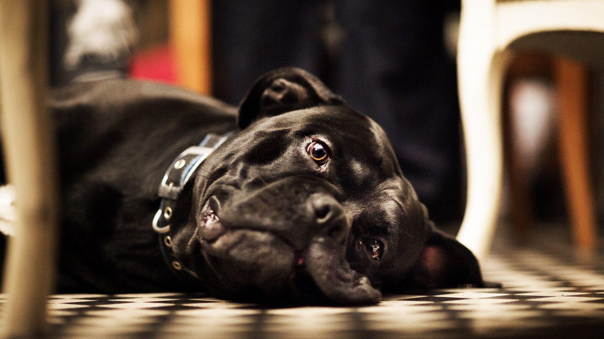 1920x1080 Dogs, Pov, Fur, Cute, animals, Stare, dog Wallpaper, Canine