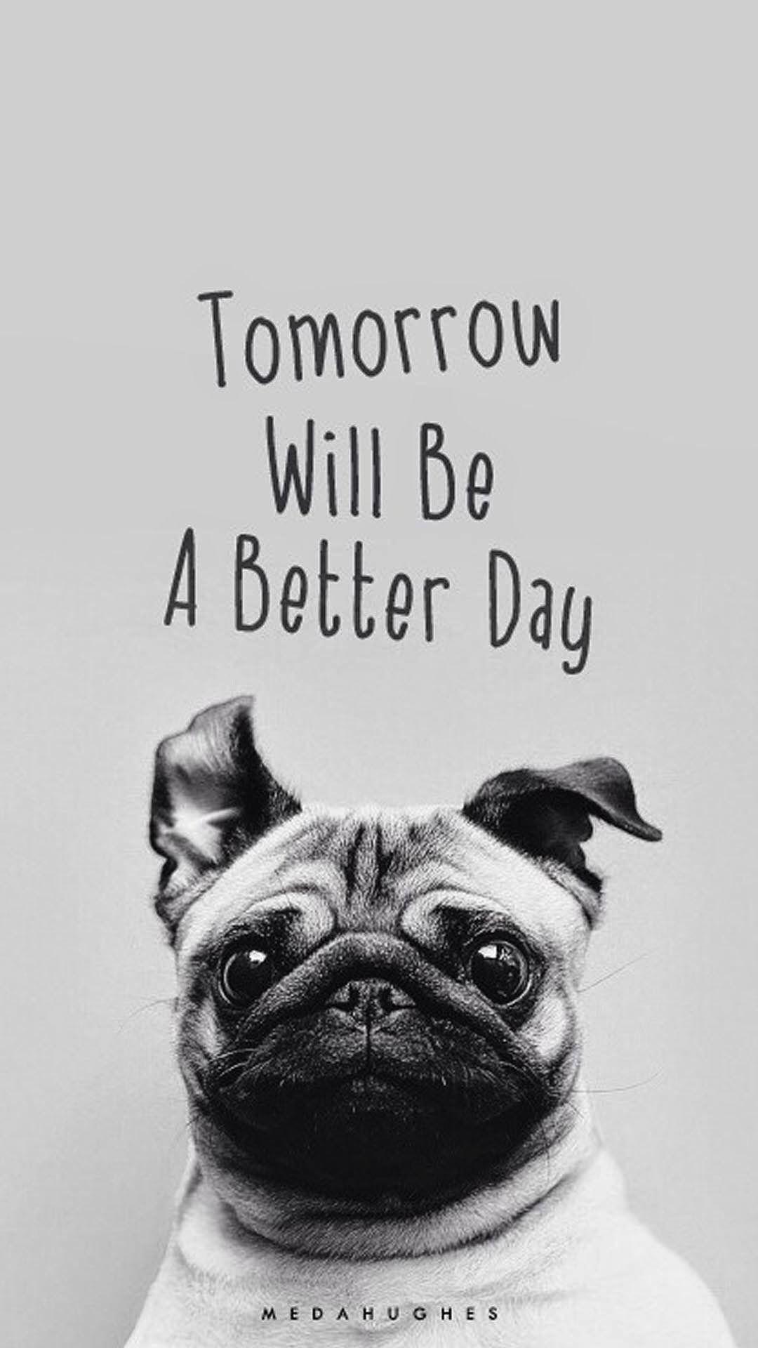 1080x1920 Cute Animals iPhone Wallpaper You Would Love to Download