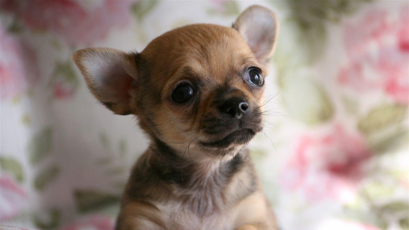 1366x768 Wallpaper Cute Chihuahua dog, face, doggy 3840x2160 UHD 4K
