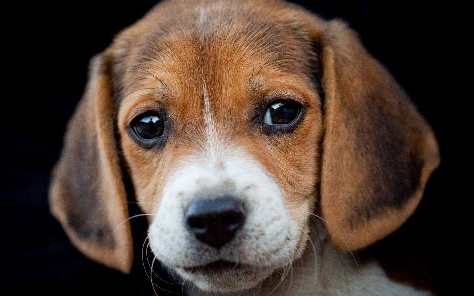 1600x1000 Why is the UK Government Still Approving Cruel Testing