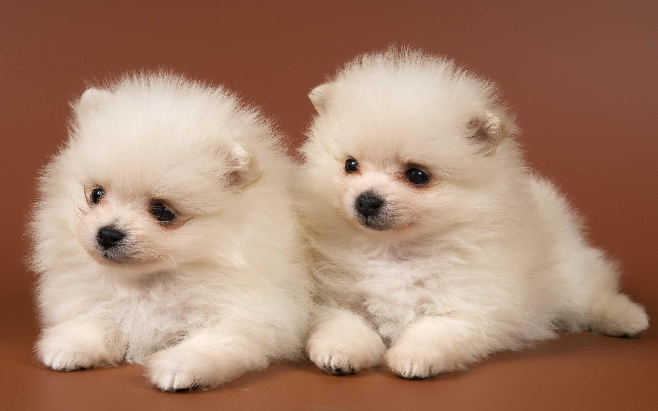 2560x1600 Cute Dogs and Puppies Wallpaper background picture