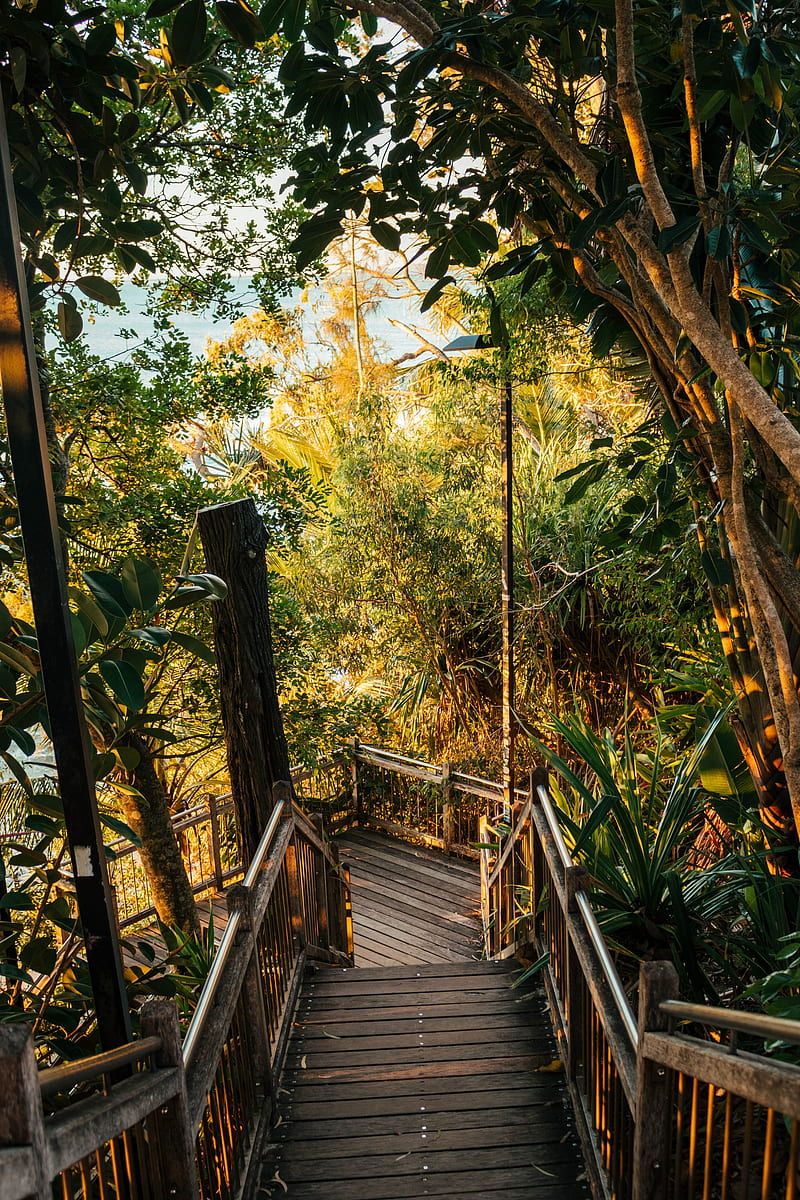 800x1200 HD tropical descent wallpaper