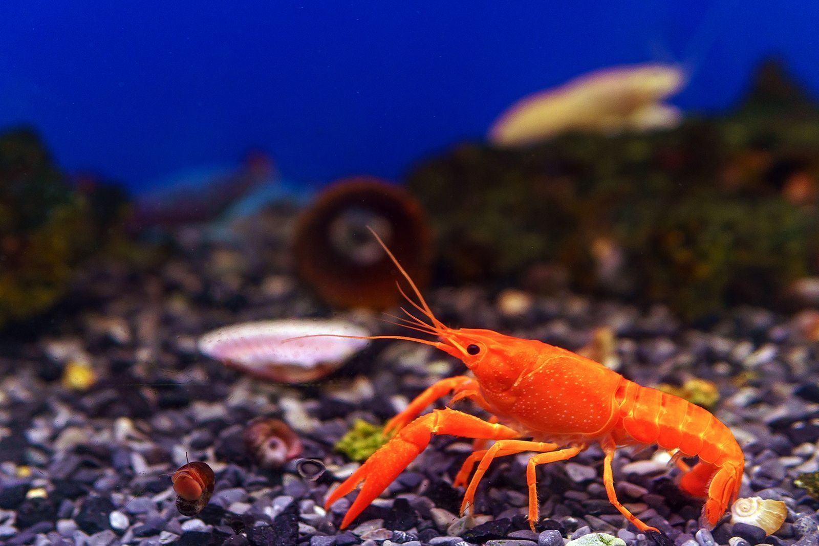 1600x1067 Crayfish. Description, Size, Habitat