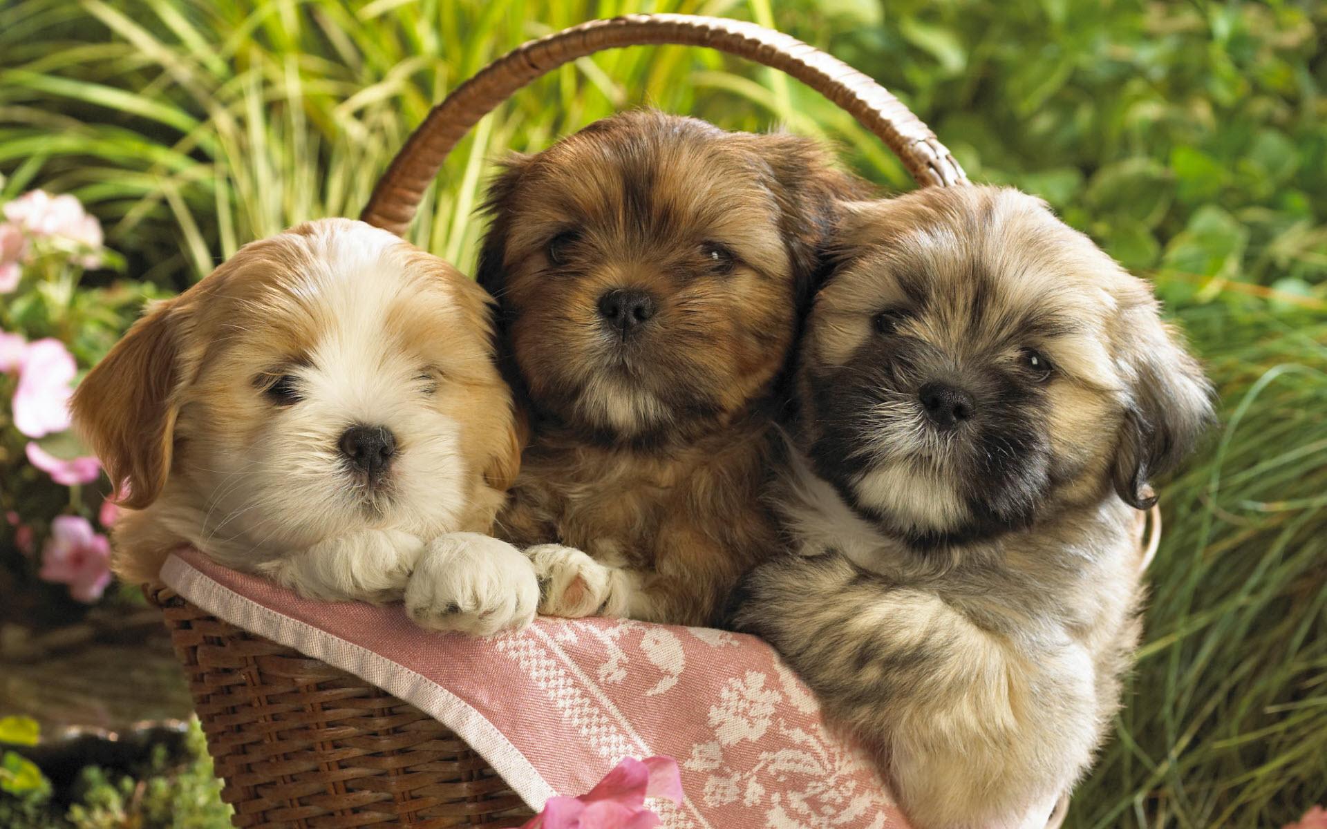 1920x1200 Puppies In Basket Desktop Wallpaper