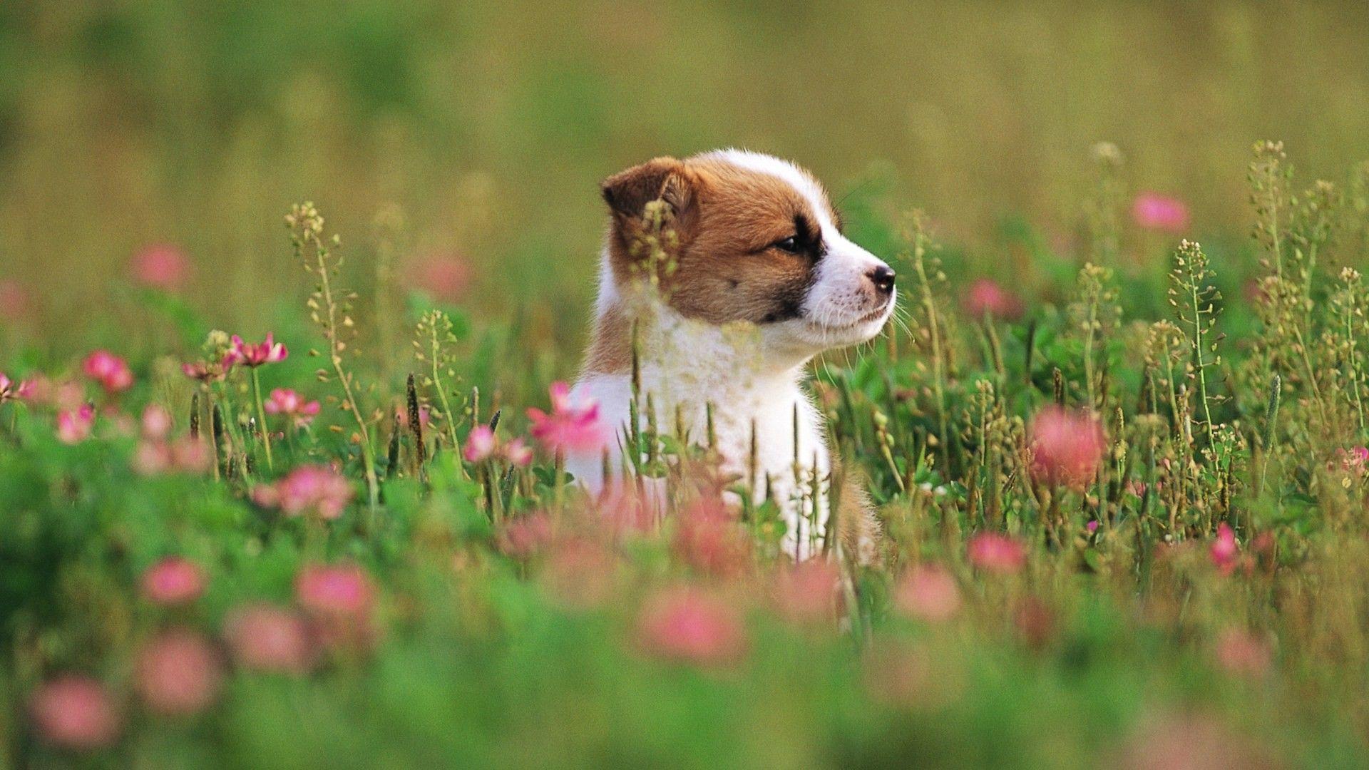 1920x1080 Cute, Puppy, Small, Dog, Full, HD, Wallpaper, Image, New