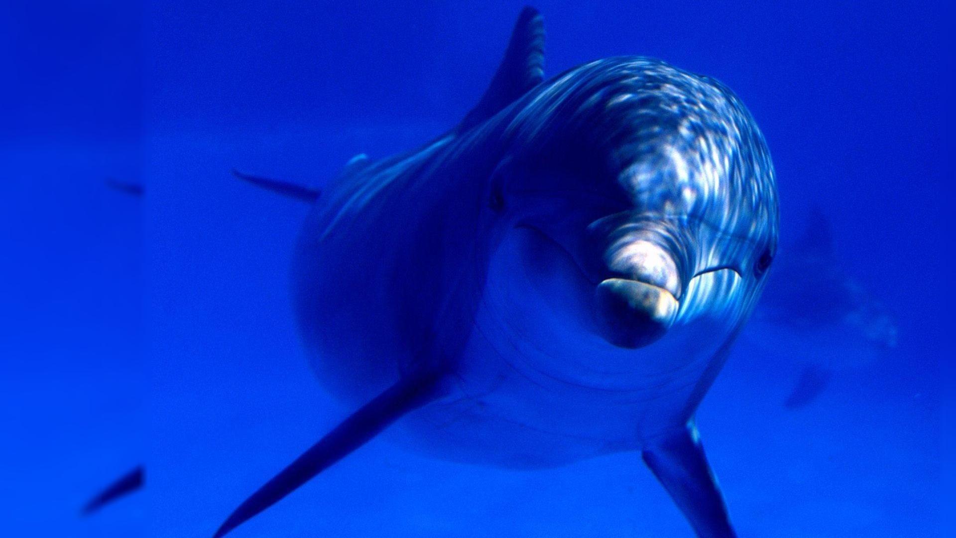 1920x1080 Cute Dolphin Wallpaper, Picture
