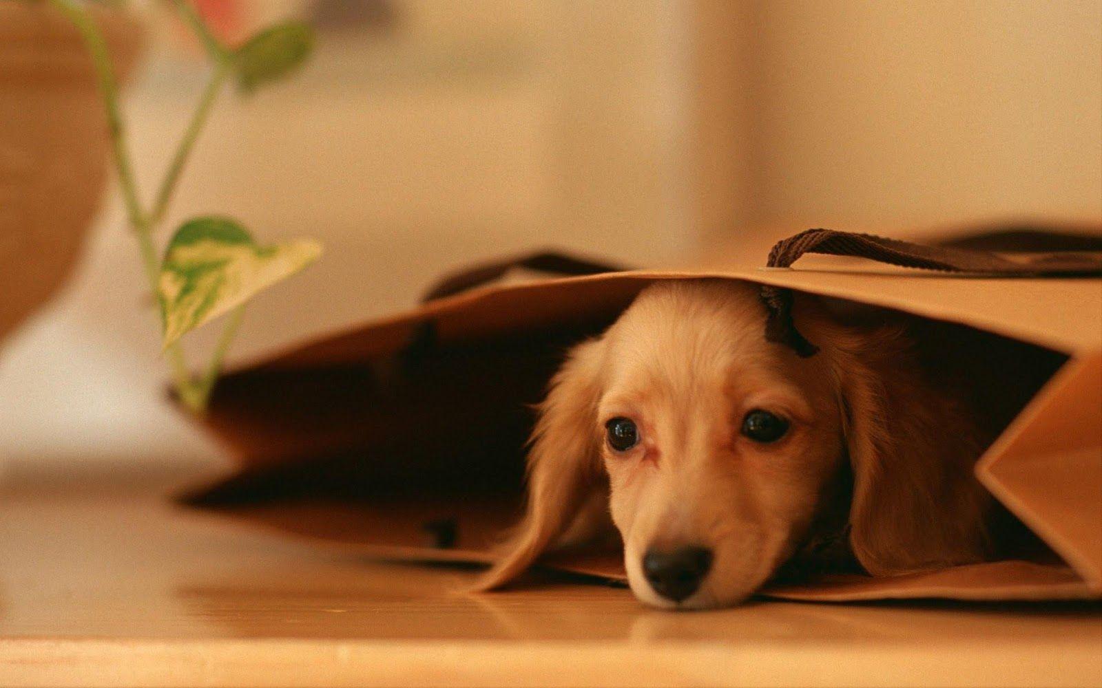 1600x1000 hd puppies picture, puppies image, puppy photo, puppies