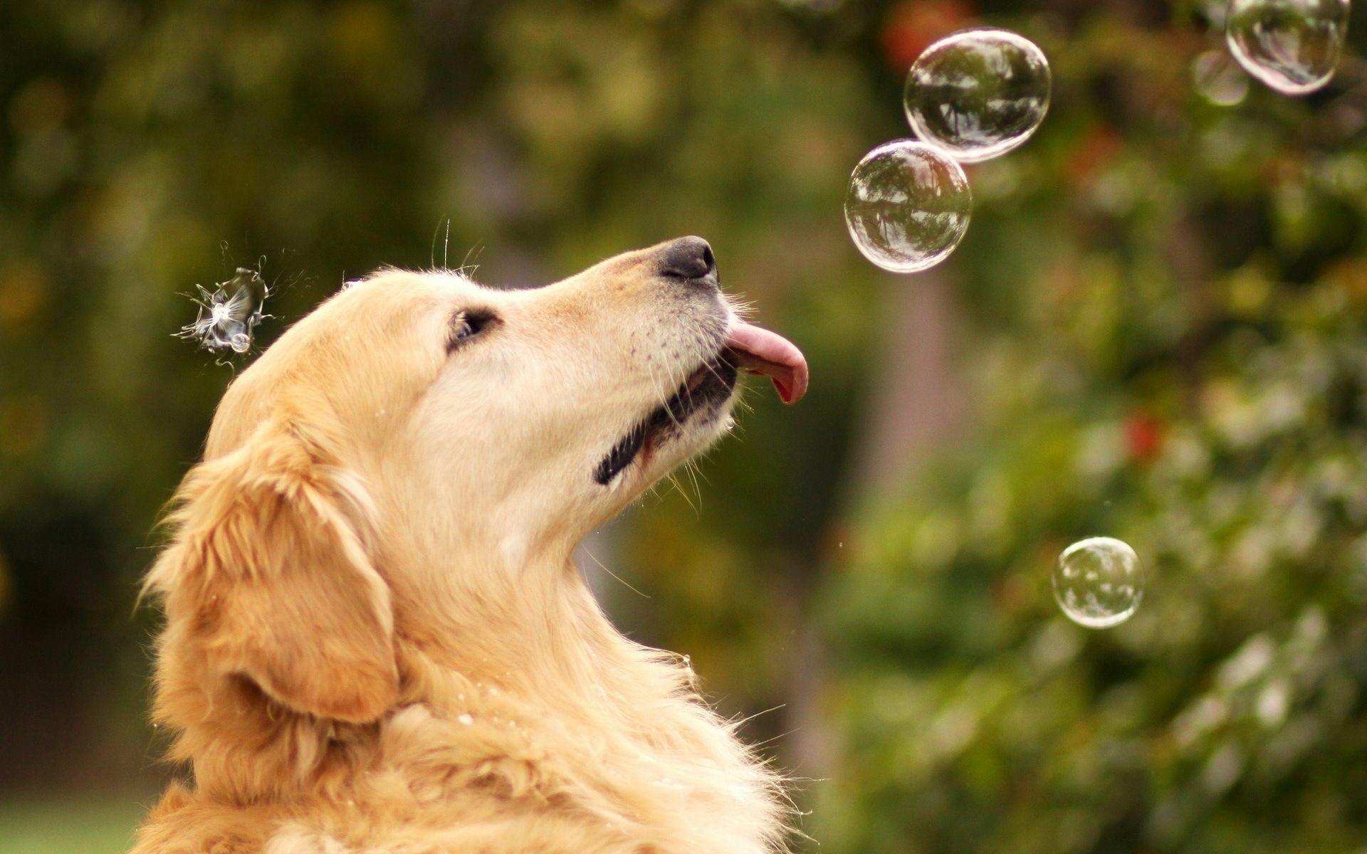 1920x1200 Dog Desktop Wallpaper
