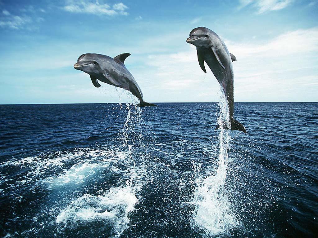 1024x768 Free Dolphin Wallpaper For Desktop