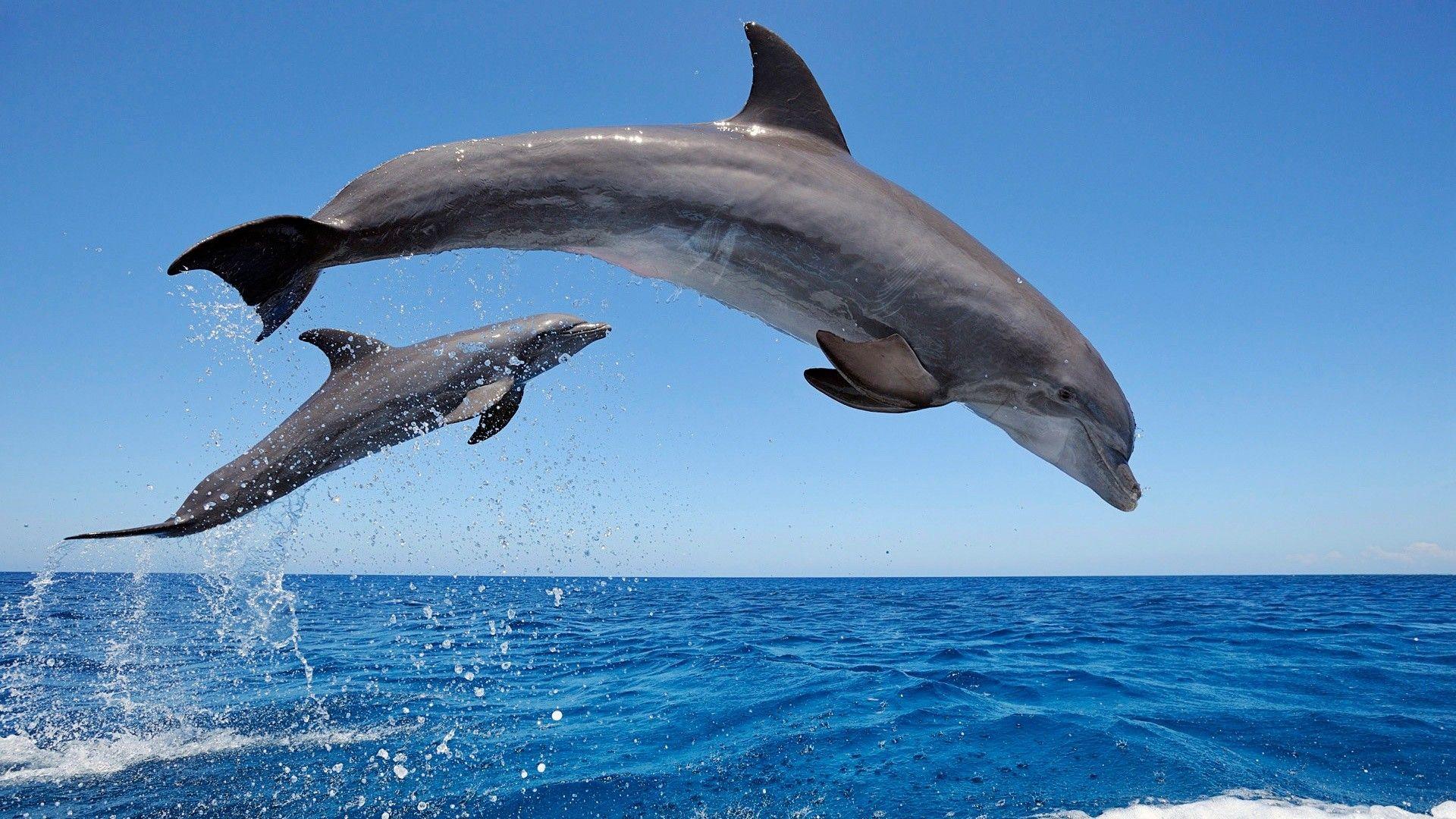 1920x1080 Cute Dolphin Wallpaper