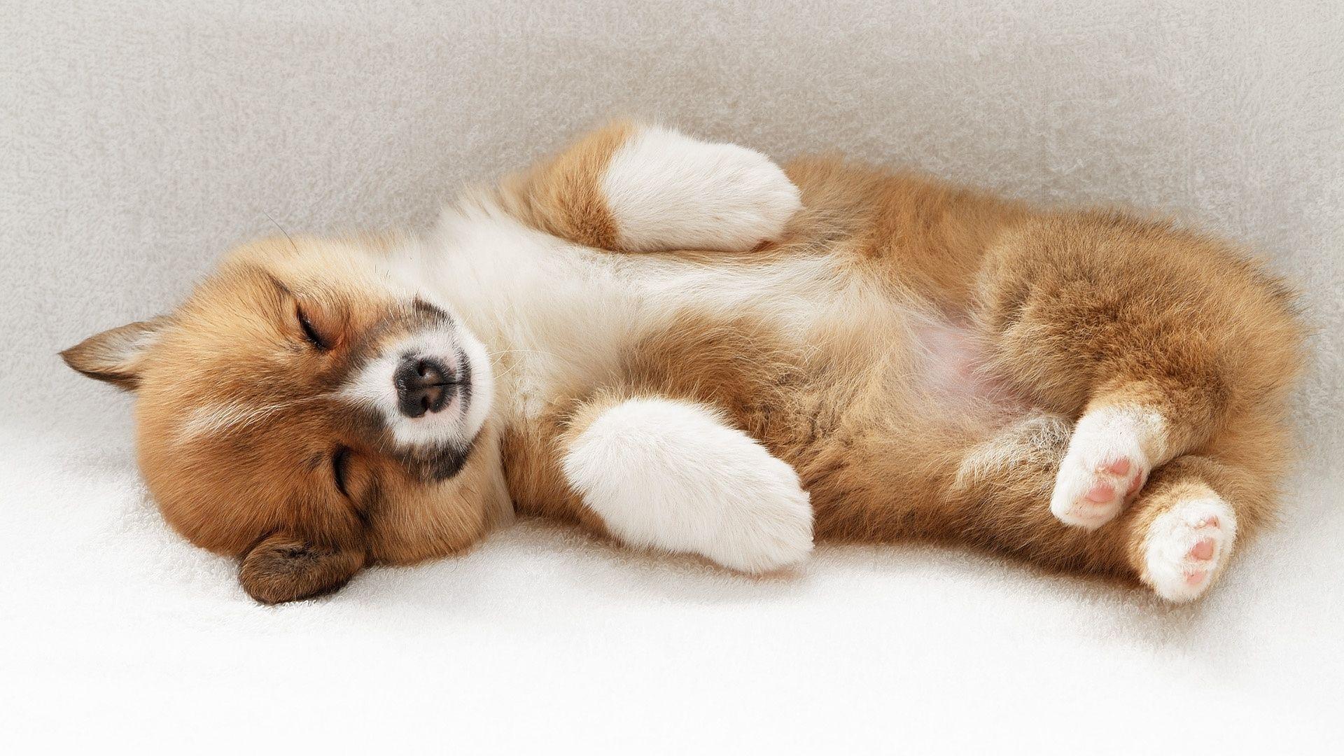 1920x1080 Cute Puppy HD Wallpaperx1080