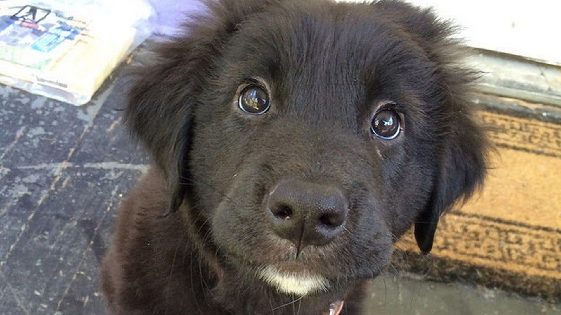 1920x1080 Cute Puppies Desktop Background Live Wallpaper HD