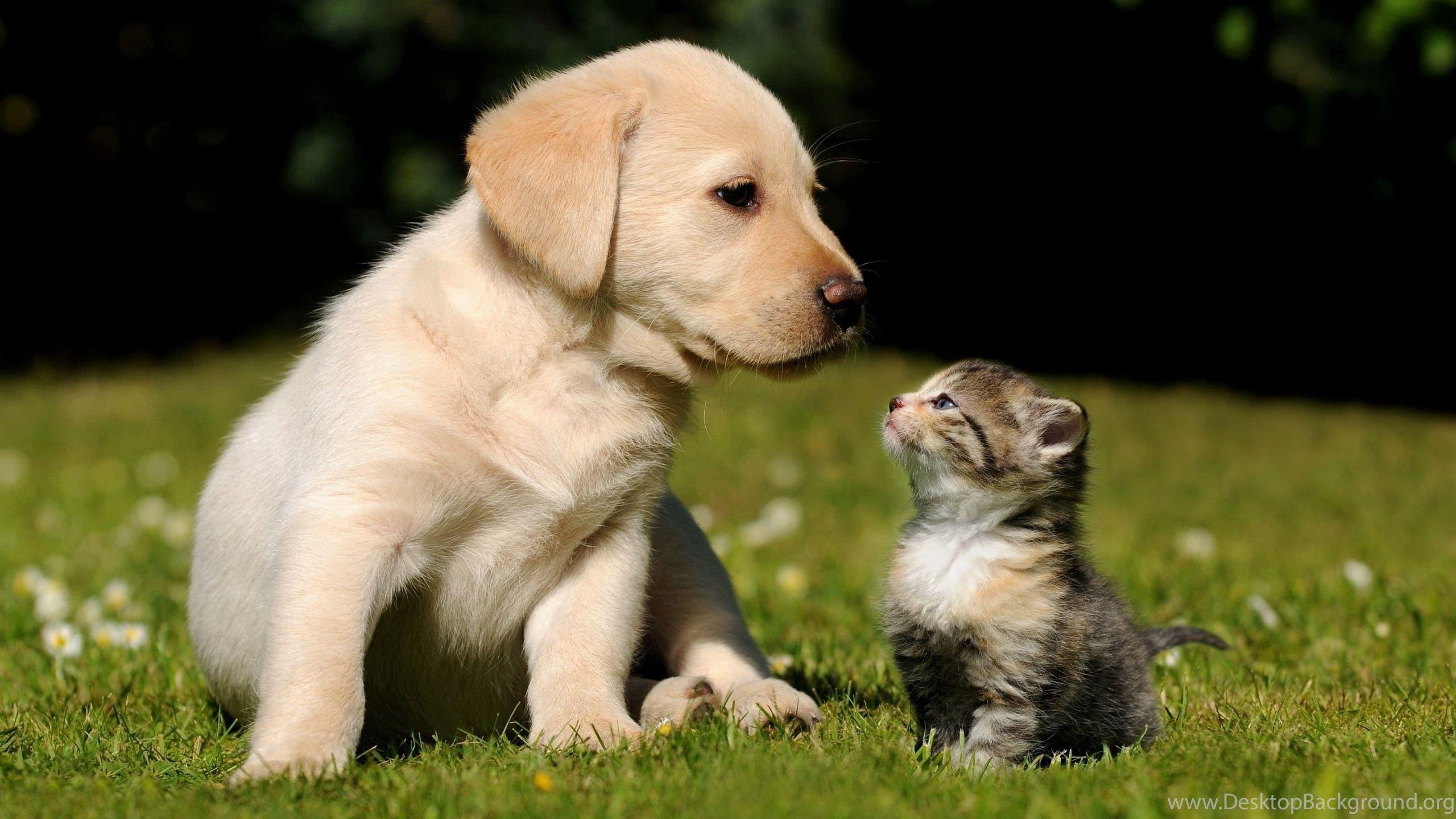 2560x1440 Download Spectacular Cute Puppy Kitten HD Wallpaper Phone