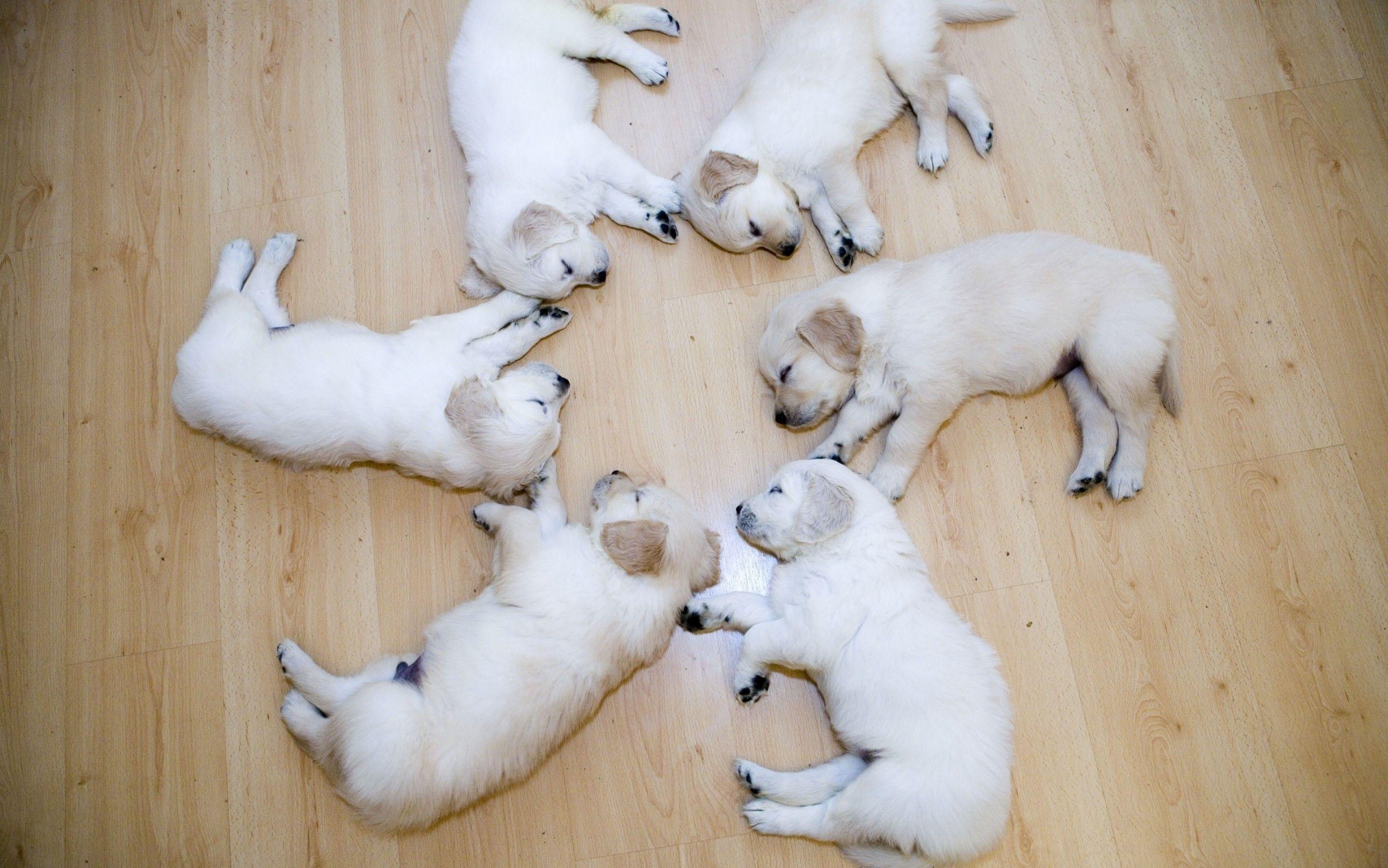 2880x1800 Puppies Wallpaper background picture