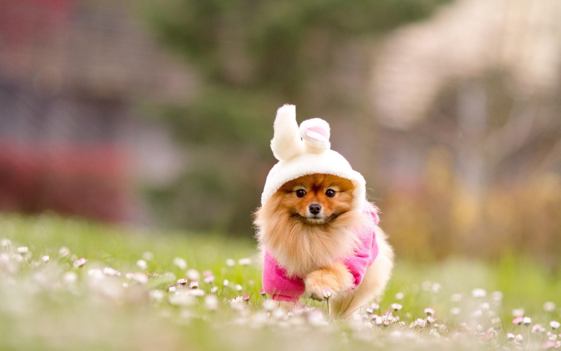1920x1200 Cute Puppy Picture Wallpaper