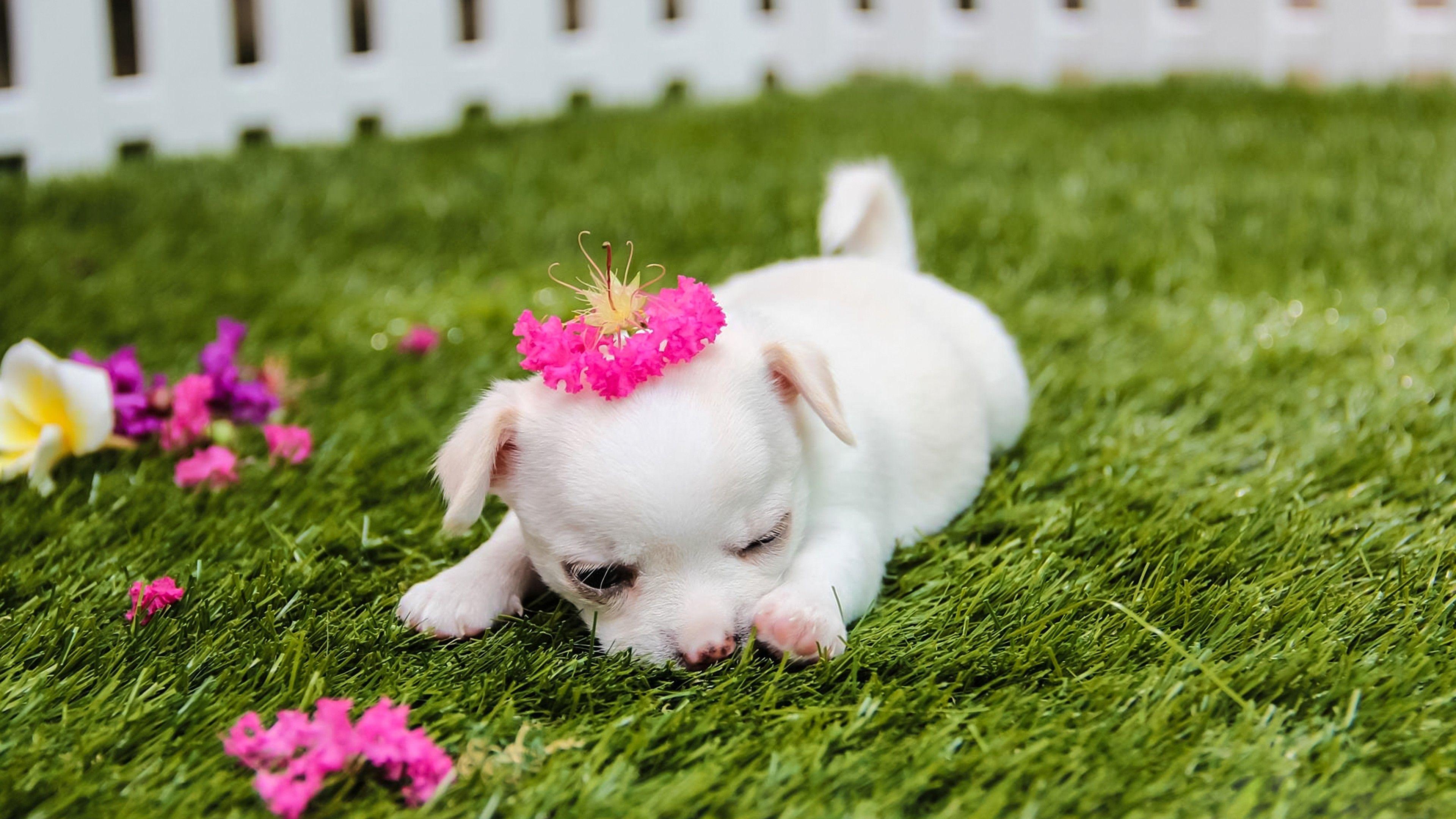 3840x2160 High Resolution 4k Animals Background Cute Puppy