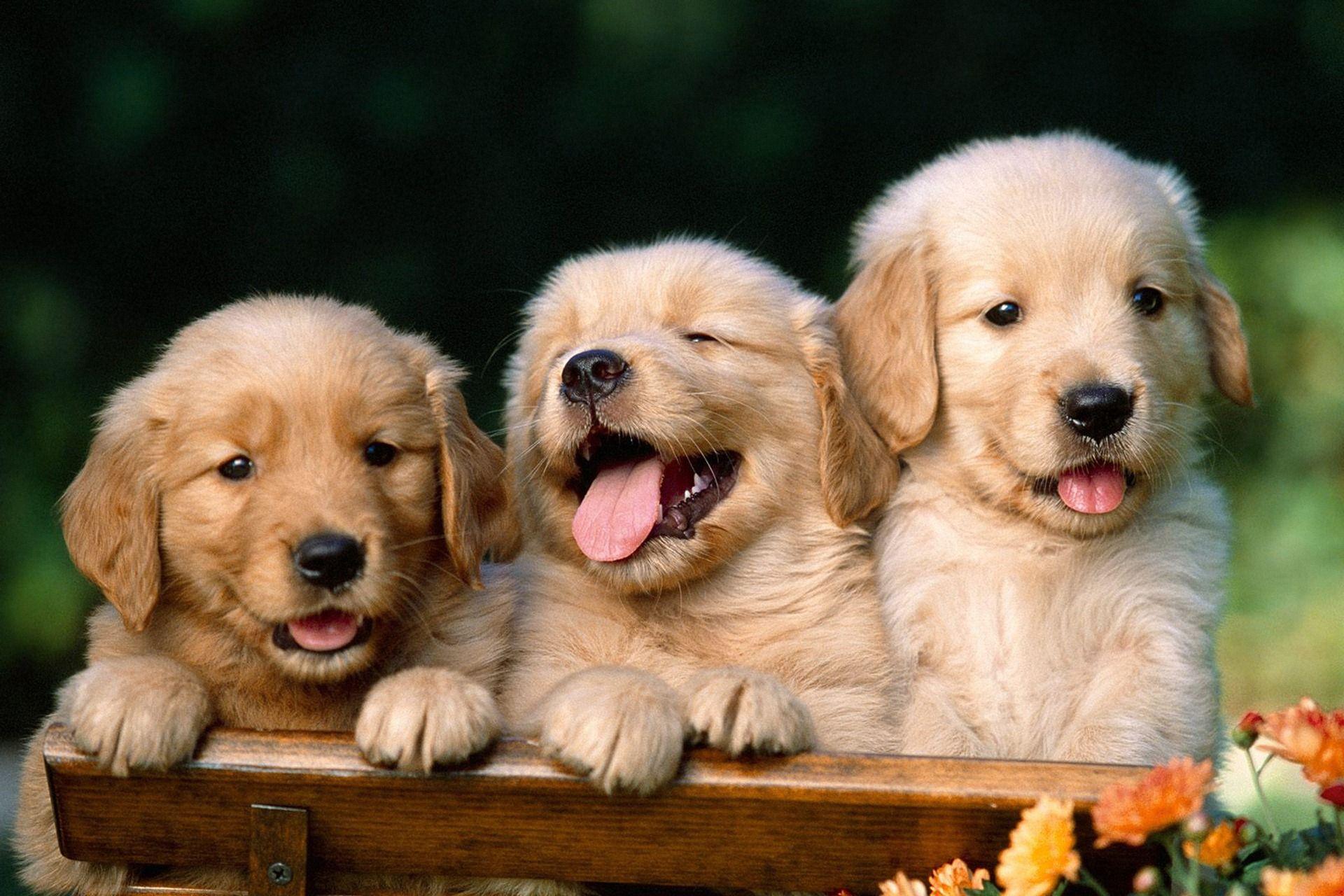 1920x1280 Cute Puppy HD Wallpaper