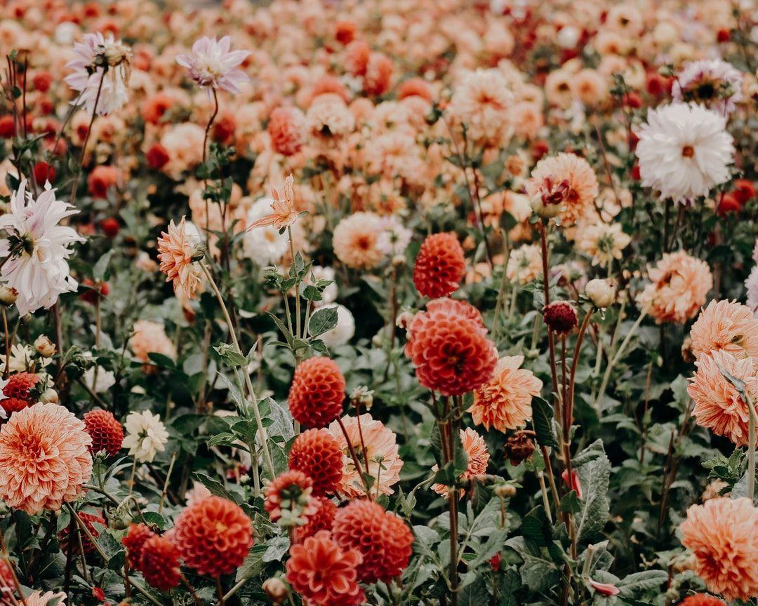 1080x864 Floral Wallpaper: Free HD Download [HQ]