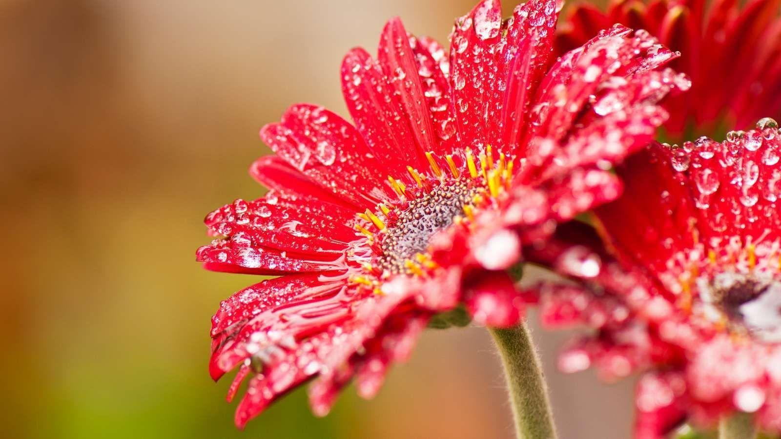 1600x900 BEAUTIFUL FLOWER WALLPAPERS FREE TO DOWNLOAD