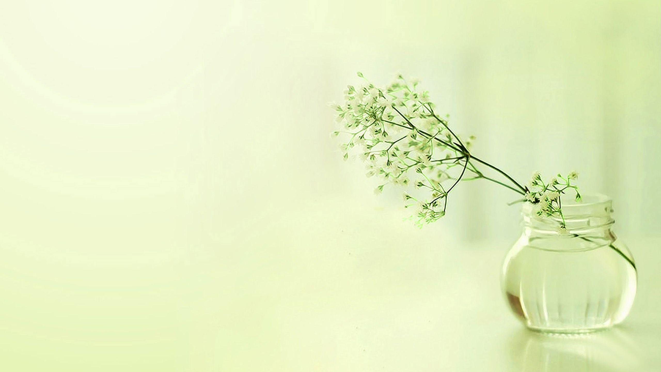 2560x1440 simple flower wallpaper HD abstract flowers fresh elegant