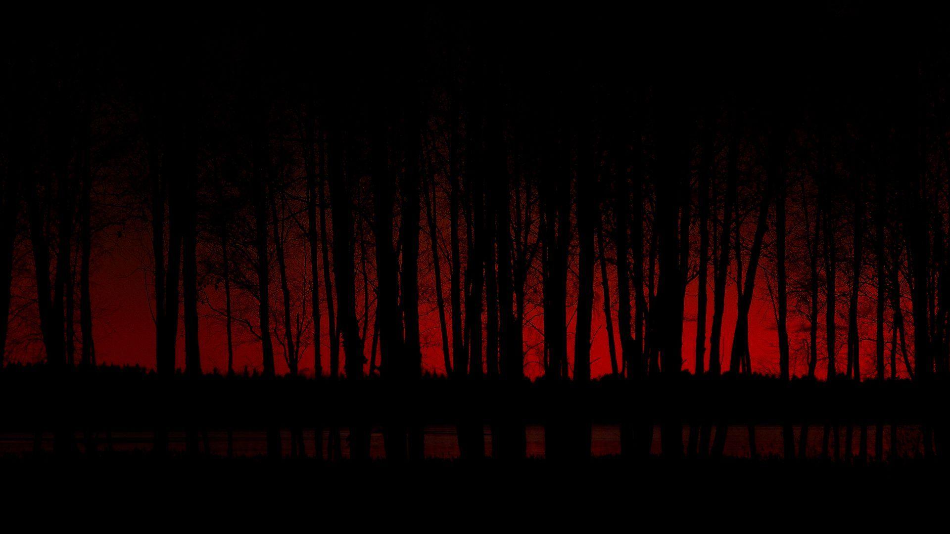 1920x1080 Night Forest Desktop Background. HD Wallpaper Computer