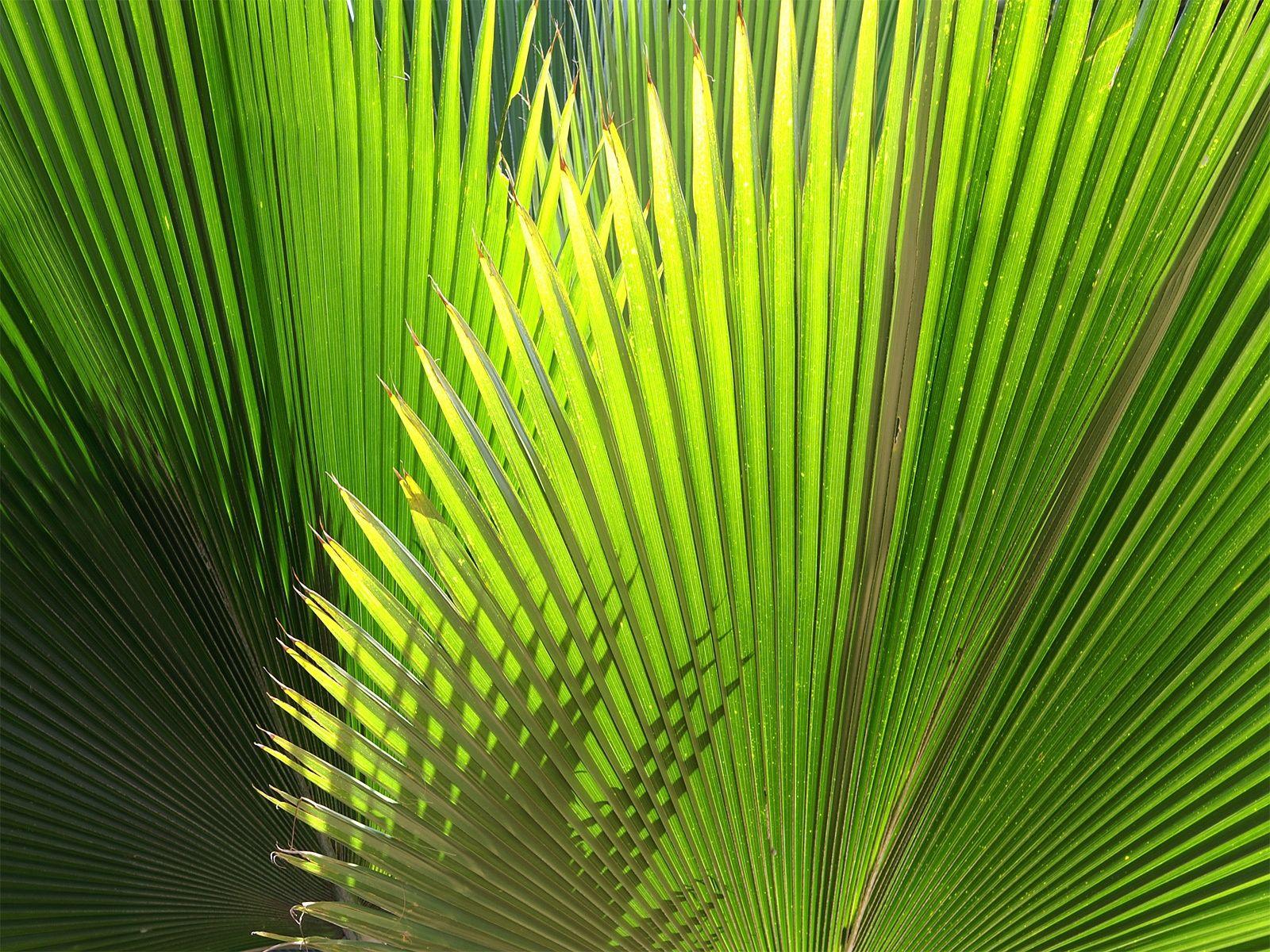 1600x1200 Green Plant wallpaper. Green Plant