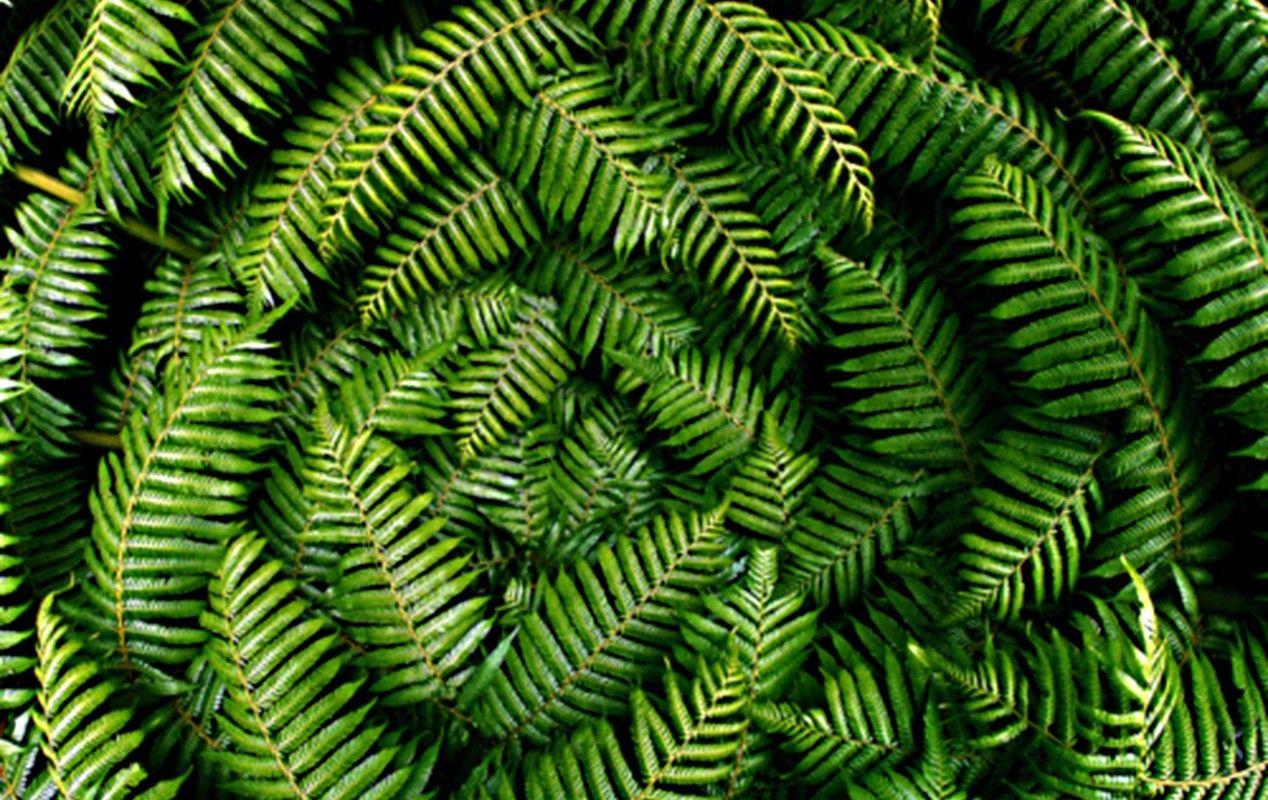 1268x800 HD Wallpaper, Flowers, Nature Image, Free Download Image