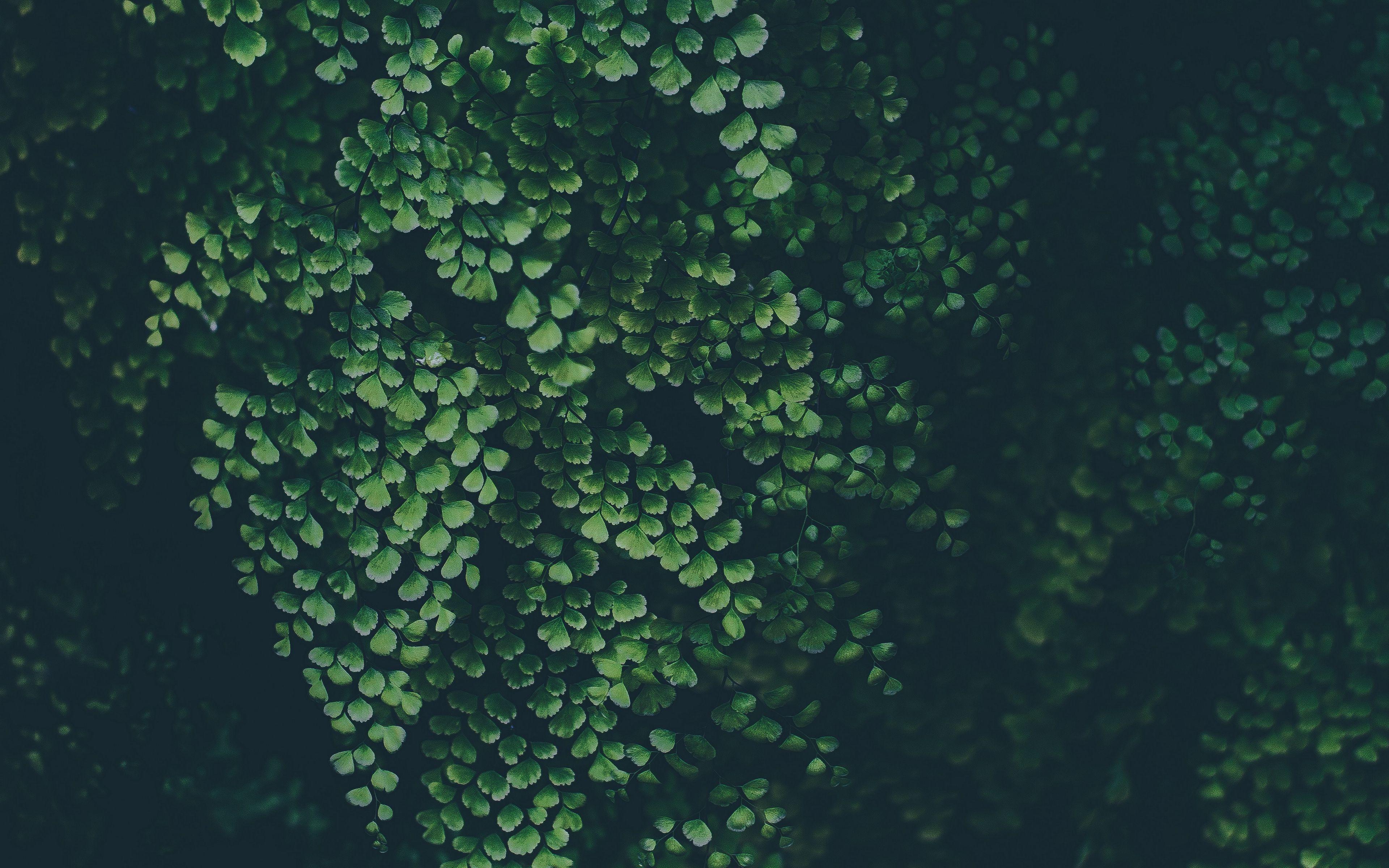 Green Plants Wallpapers Top Free Green Plants Backgrounds