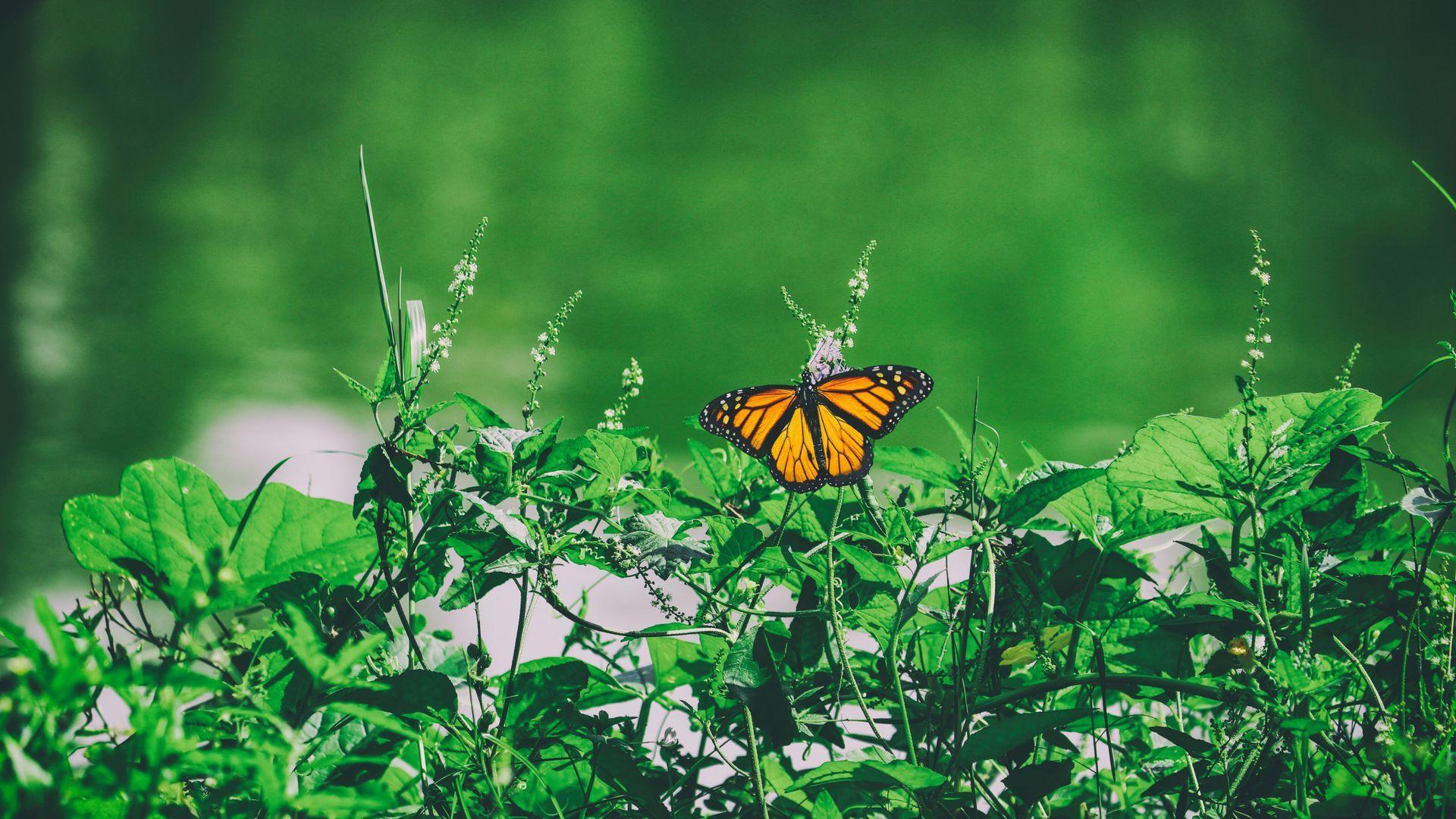 1920x1080 Green Plants and Butterfly Wallpaper