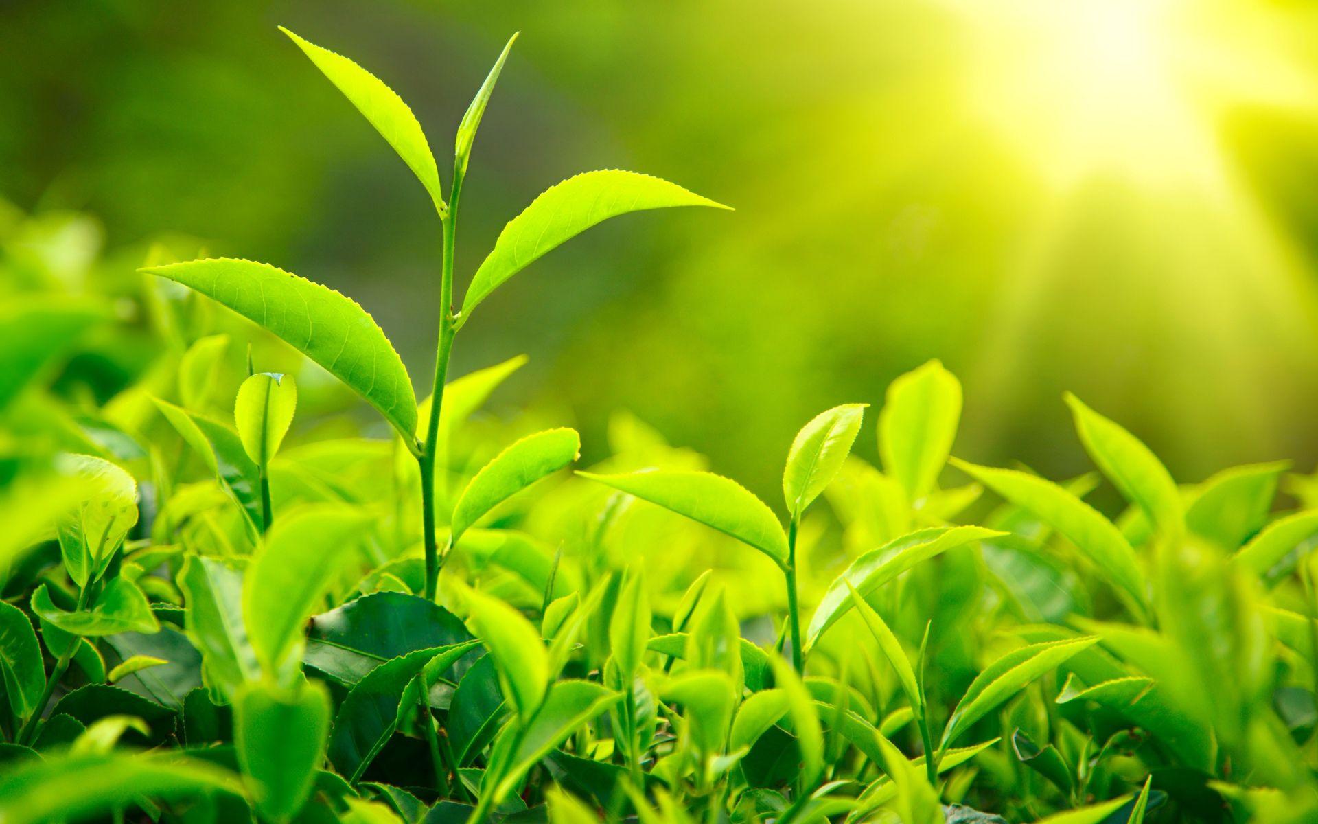 Green Plants Wallpapers - Top Free Green Plants Backgrounds