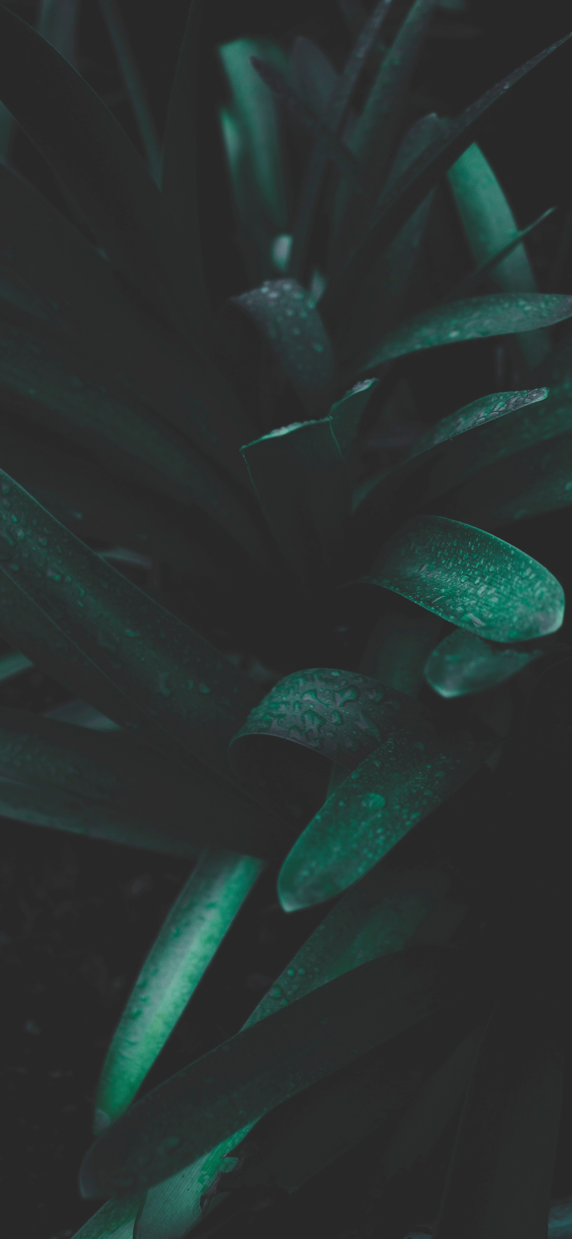 1125x2436 Plants Wallpaper for iPhone X, 6