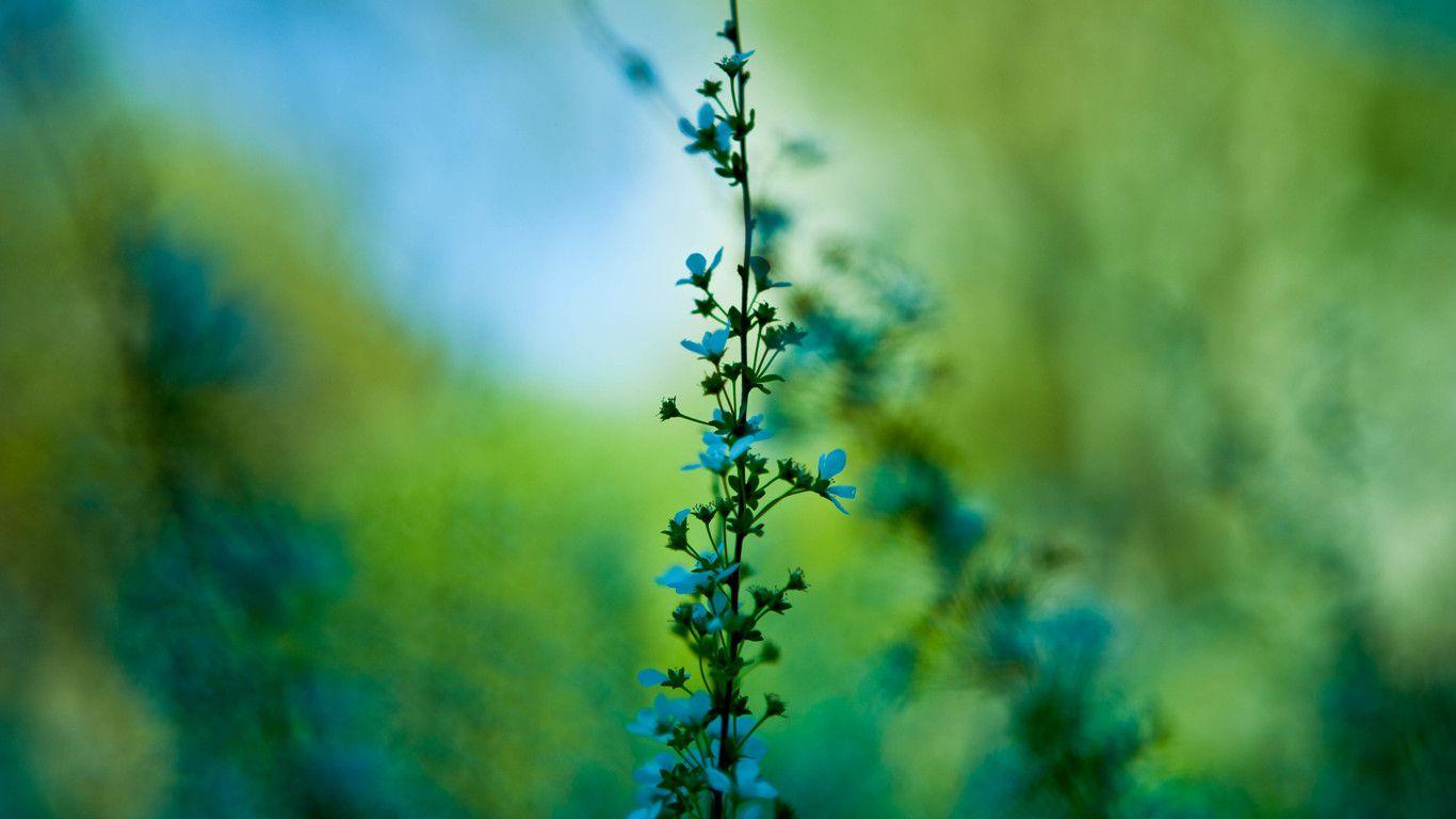 1366x768 Macro Plants HD Wallpaper