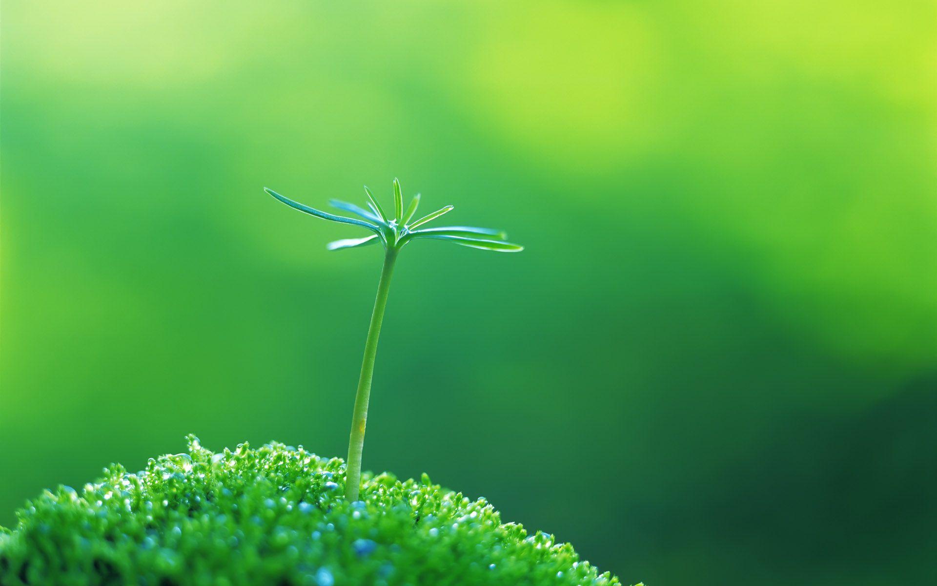 1920x1200 MACRO wallpaper. Amazing Green Plant Macro Wallpaper