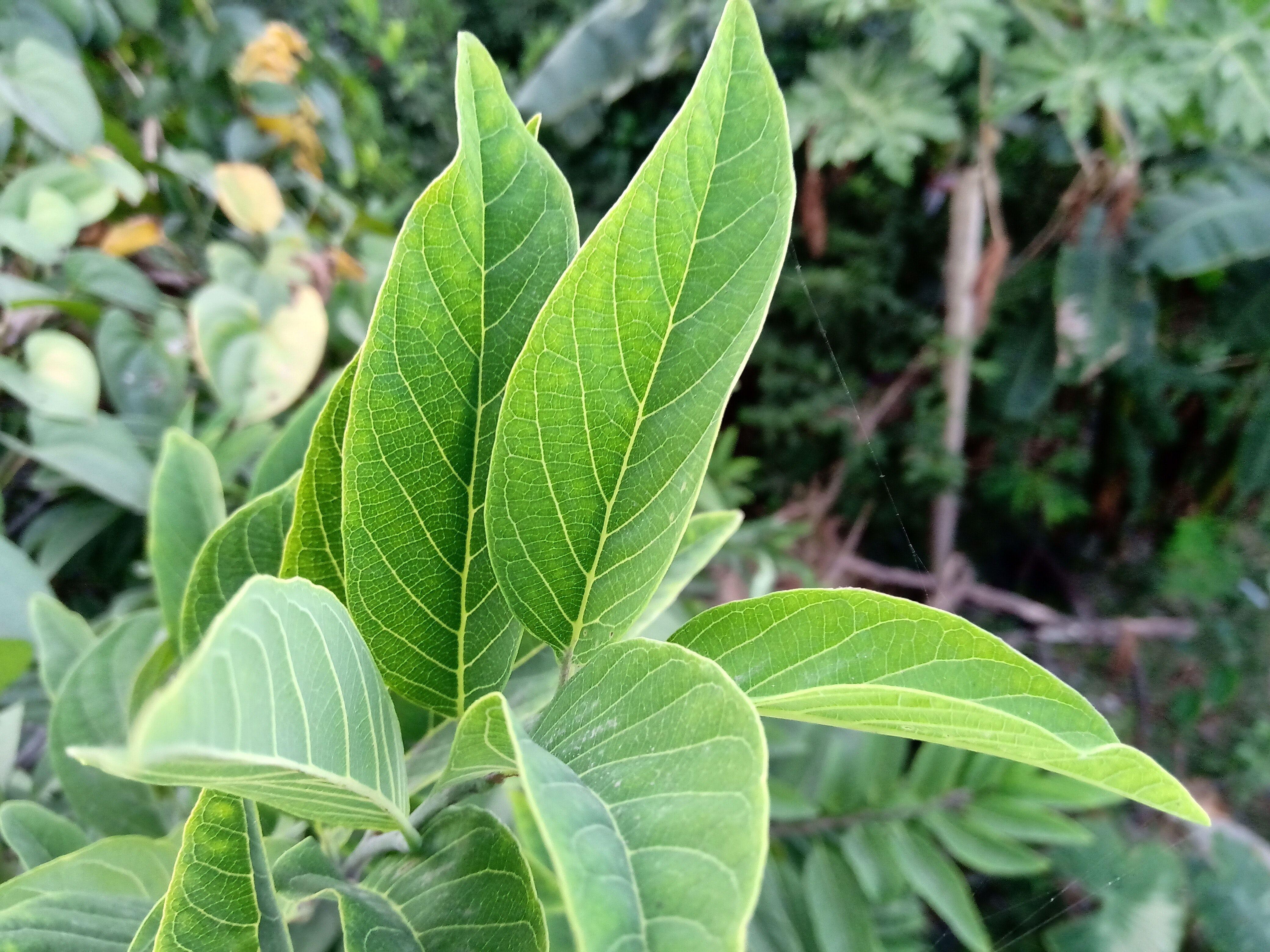 4160x3120 Free of Best green wallpaper, dark green plants