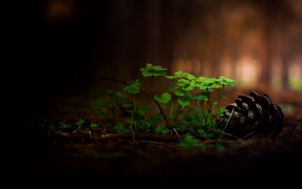 1280x804 Forest Green Plants wallpaper. Forest Green Plants stock