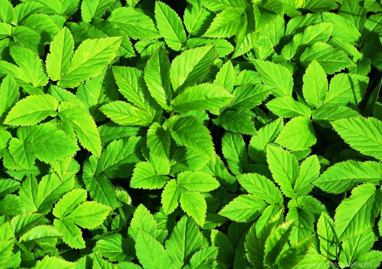 1280x900 Download 1280x900, Leaves, Plants Wallpaper