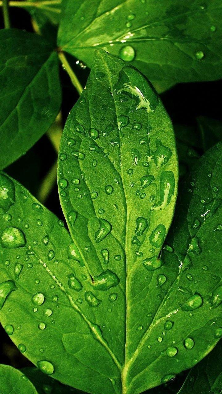 720x1280 Drops On Green Plants nokia lumia Wallpaper HD Mobile