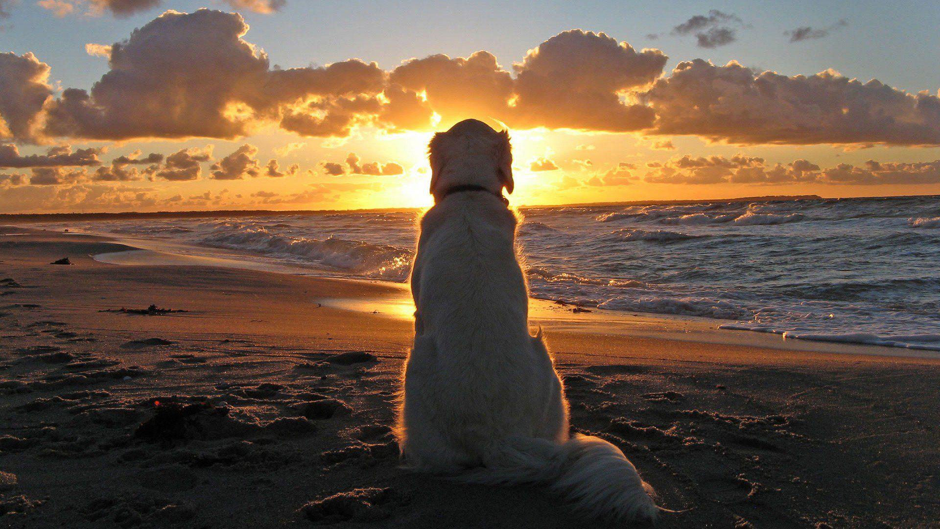 1920x1080 Dog on Beach at Sunset HD Wallpaper FullHDWpp HD