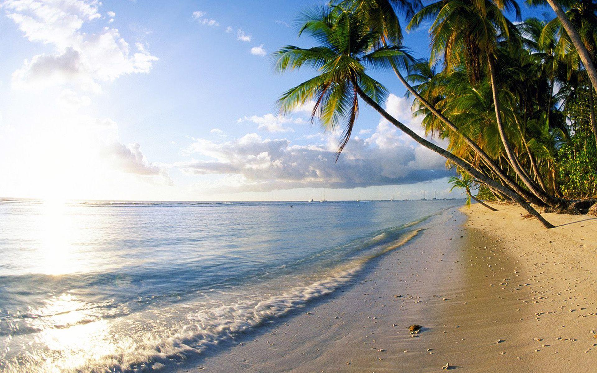 1920x1200 Florida Beach Palm Tree Ocean Nature : Wallpaper Palm Tree