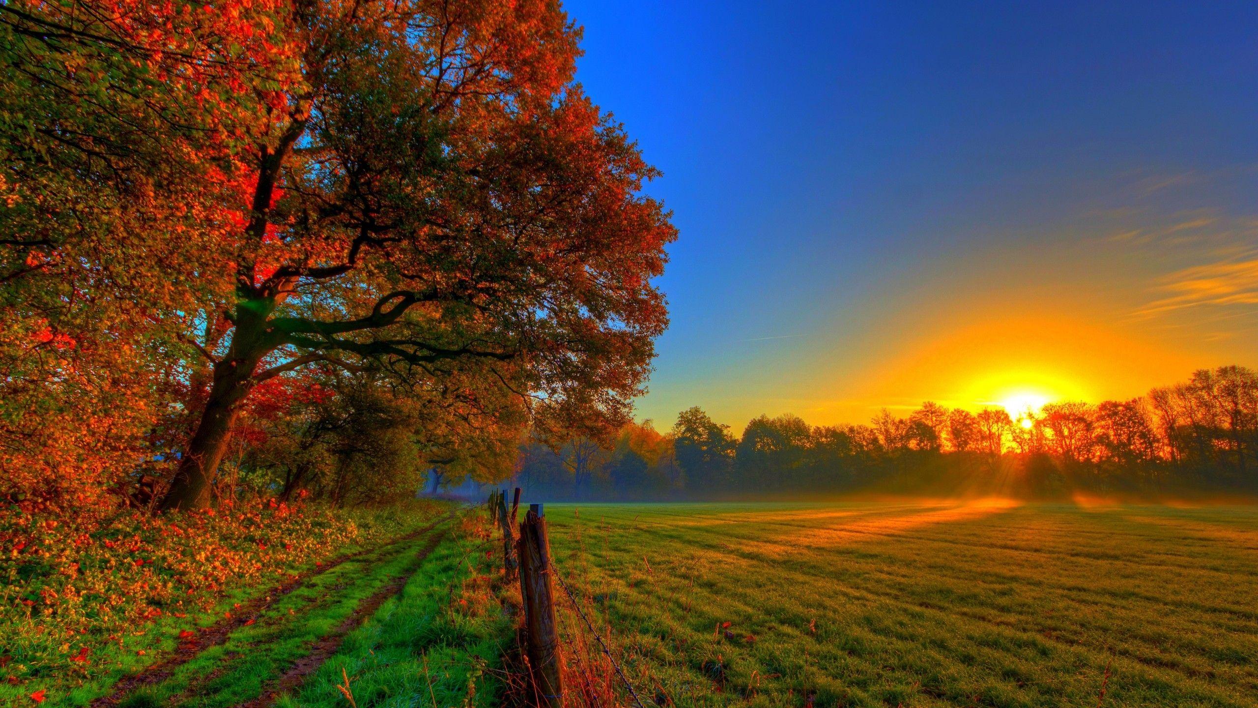 2560x1440 Beautiful Autumn Sunset HD Wallpaper