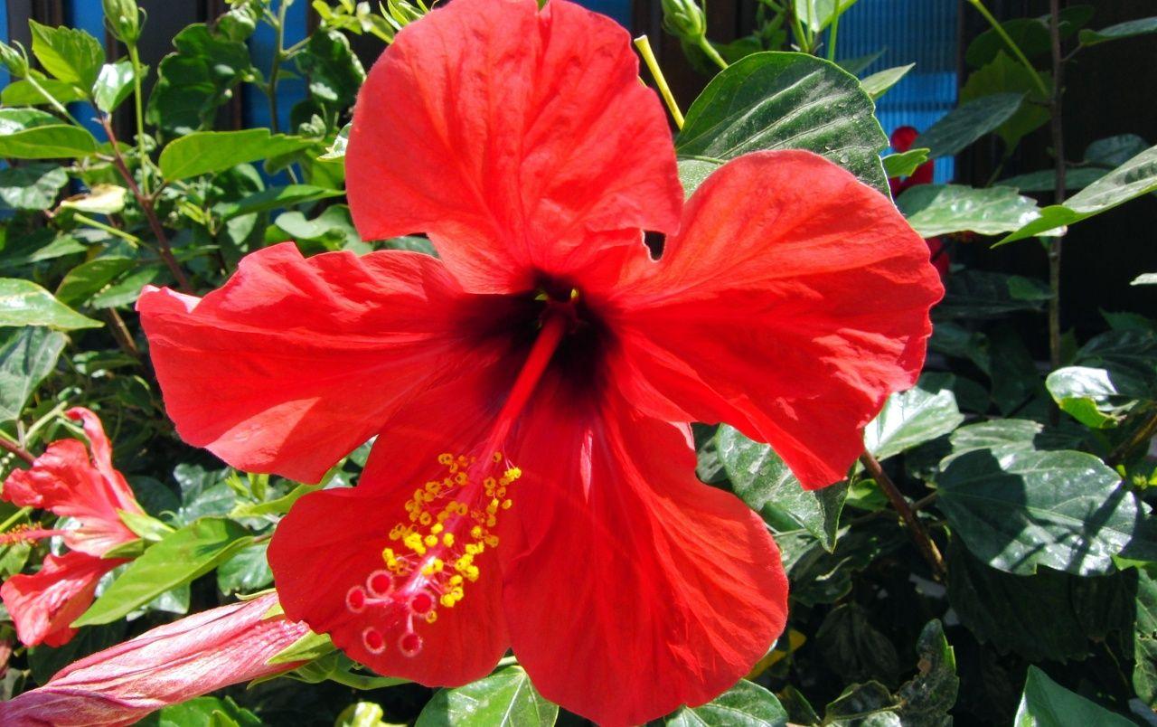 Hình nền 1280x804 Hibiscus Rosa Sinensis.  Hibiscus Rosa Sinensis