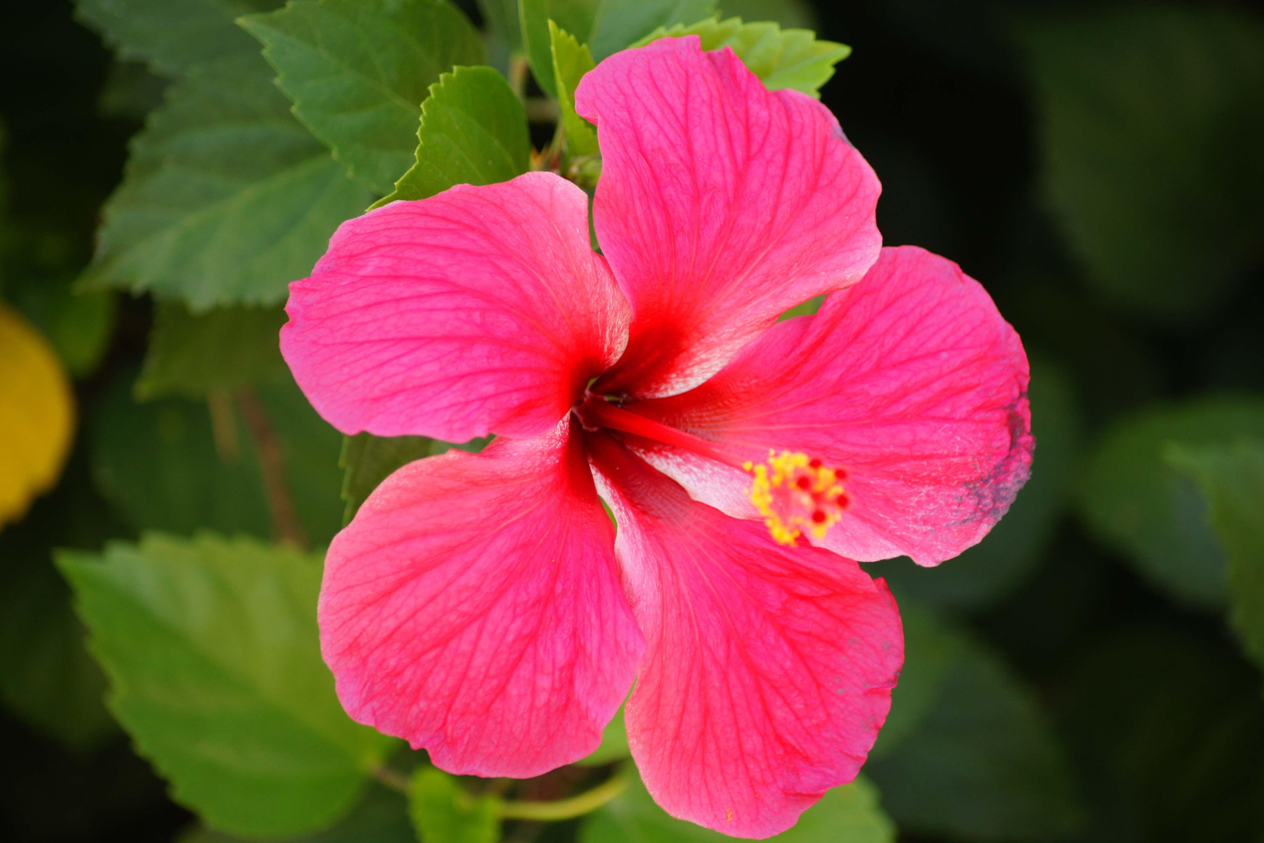 4272x2848 Hình nền Hibiscus 11 - 4272 X 2848